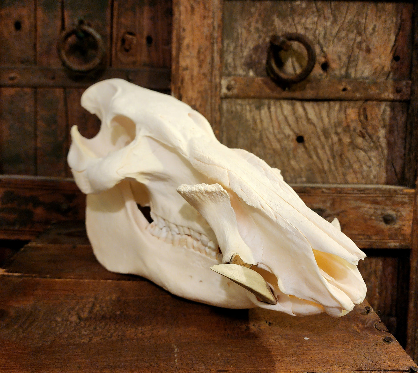 Authentic African Bush Hog Skull