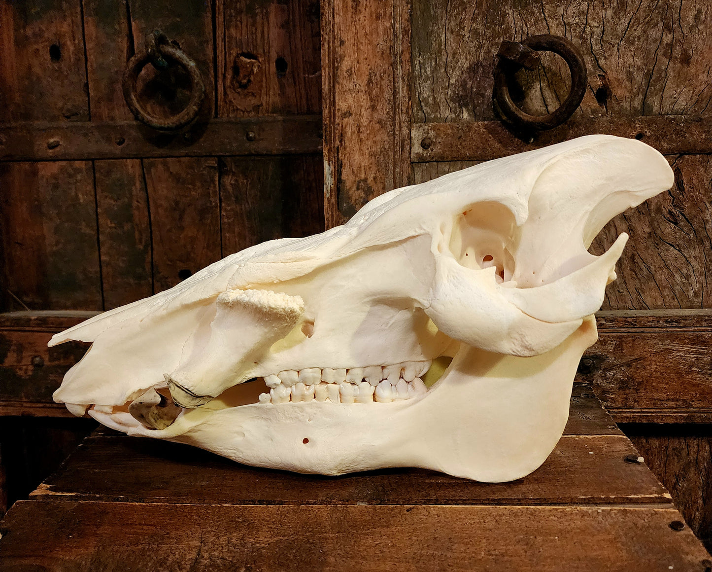 Authentic African Bush Hog Skull