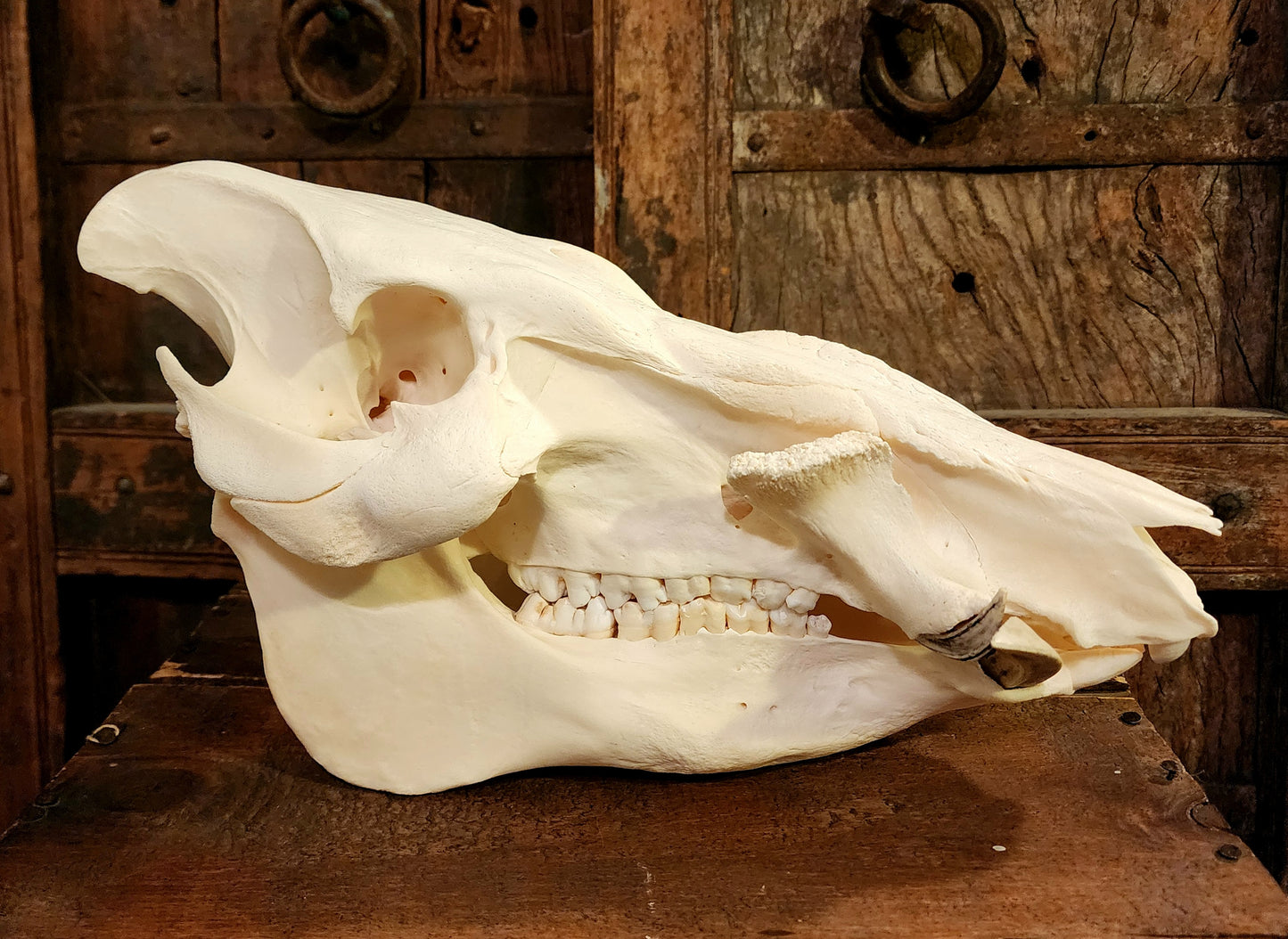 Authentic African Bush Hog Skull