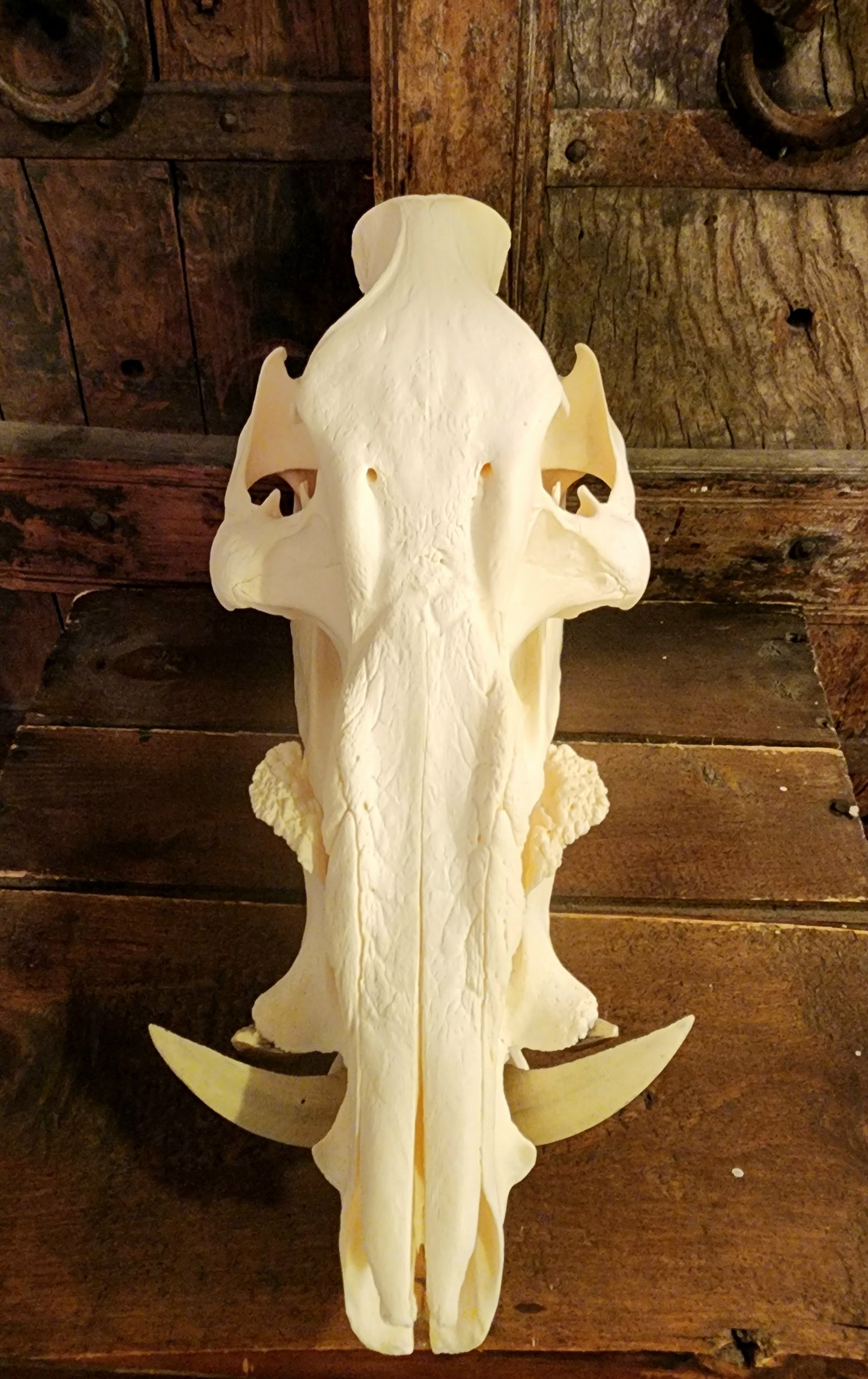 Authentic African Bush Hog Skull