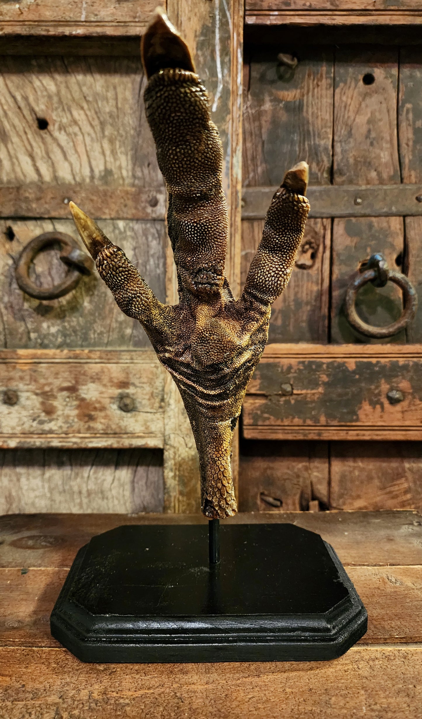 Large, Authentic Emu Foot Display