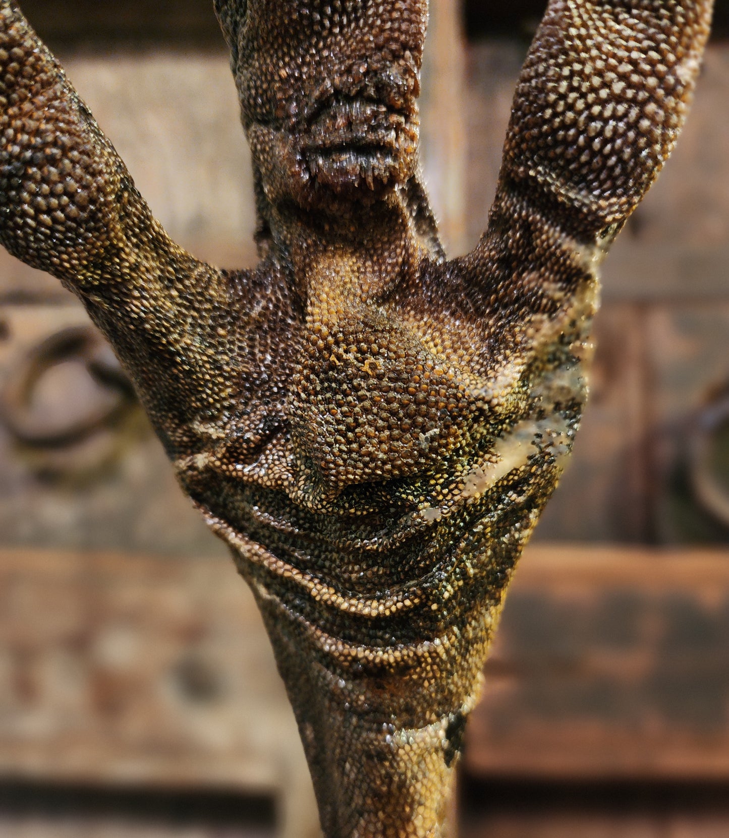 Large, Authentic Emu Foot Display