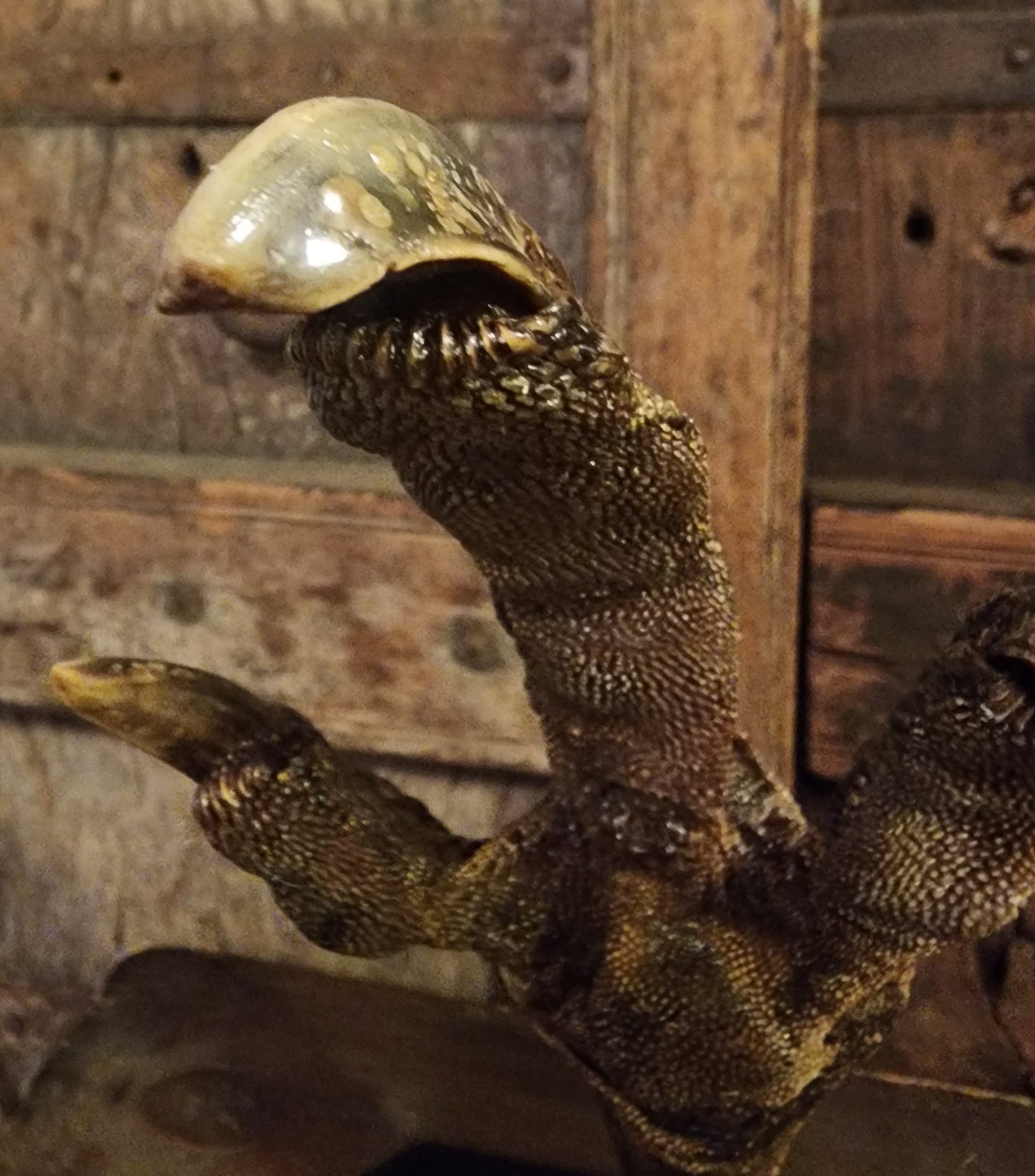 Large, Authentic Emu Foot Display