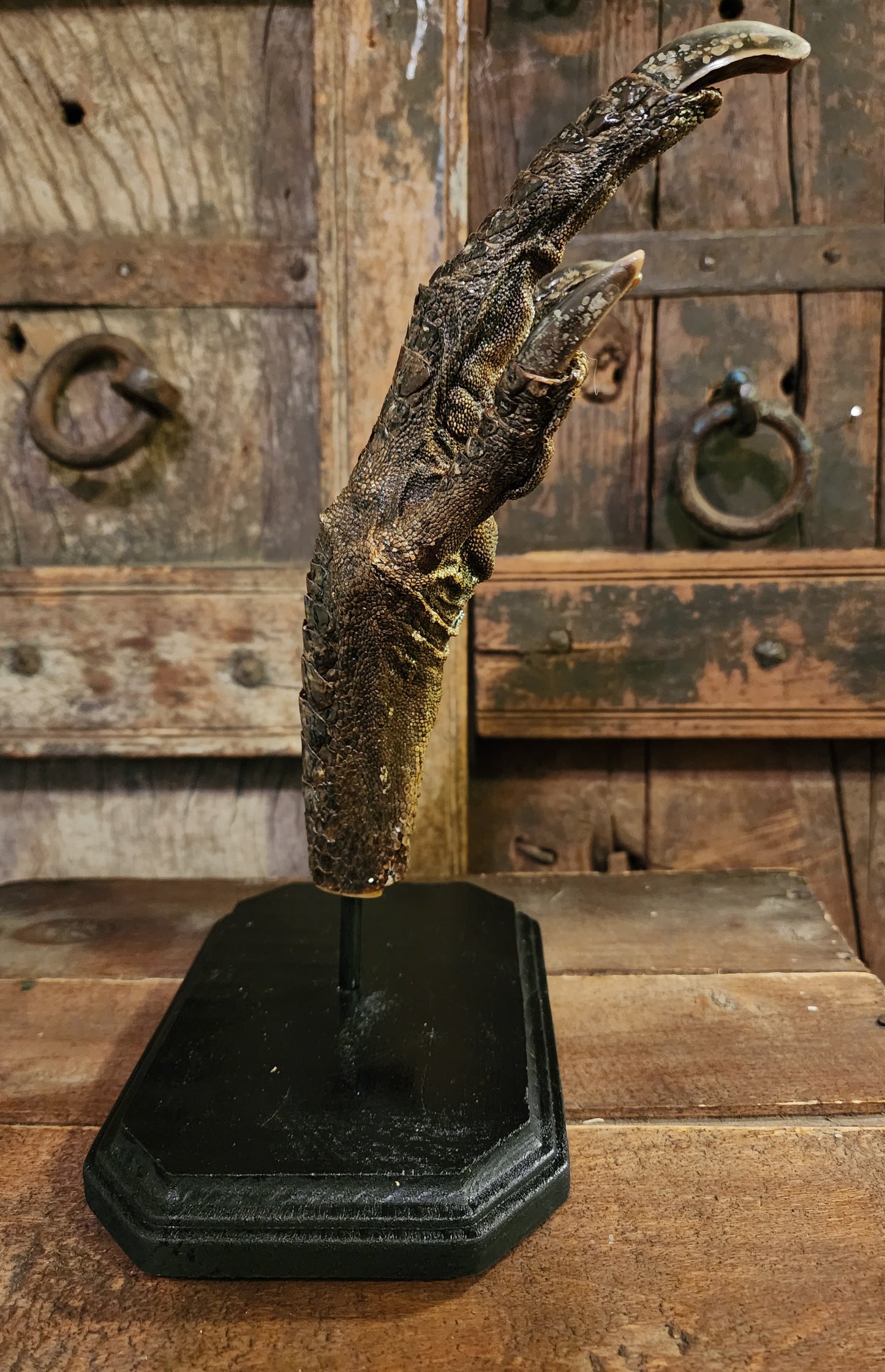 Large, Authentic Emu Foot Display