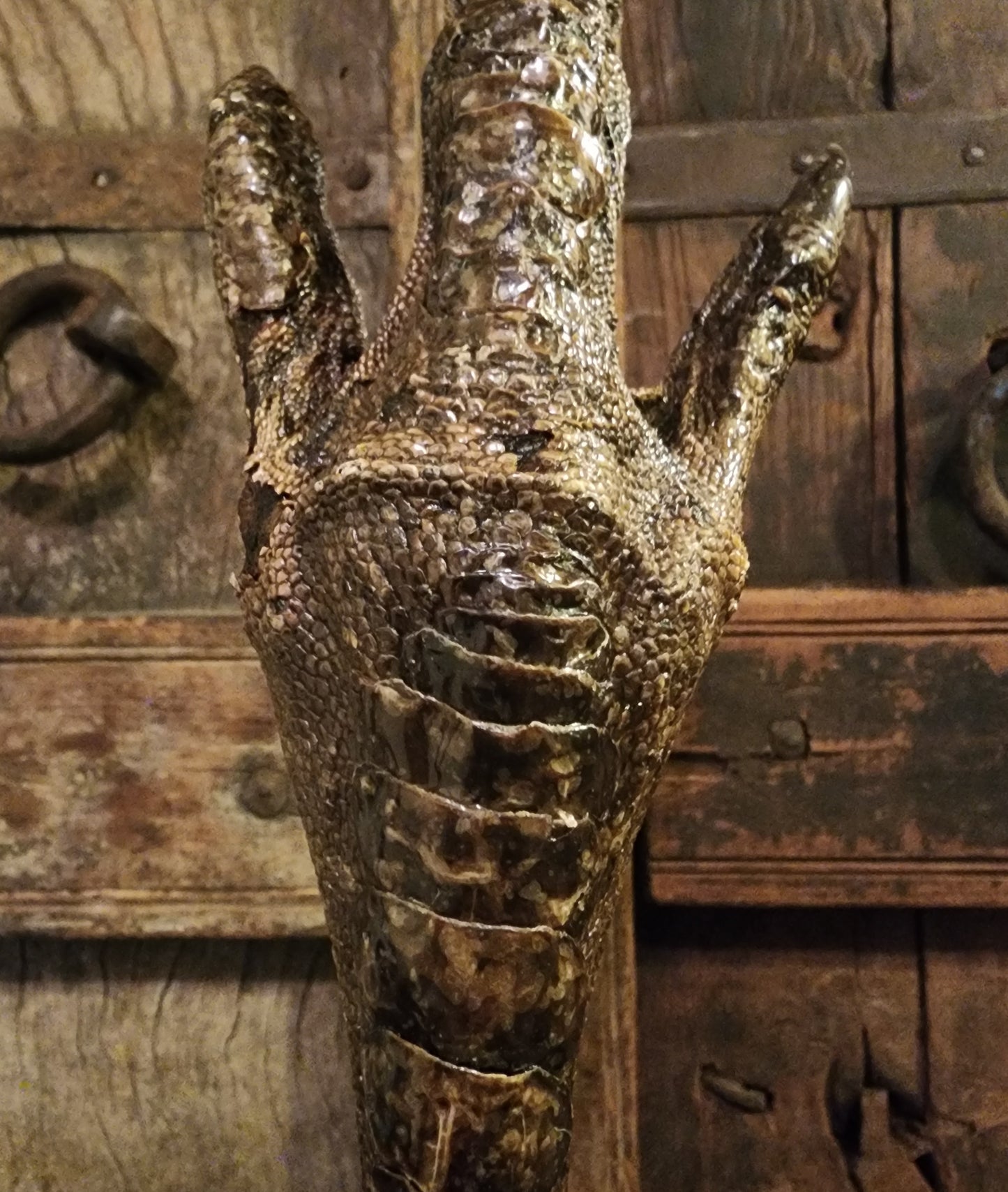 Large, Authentic Emu Foot Display