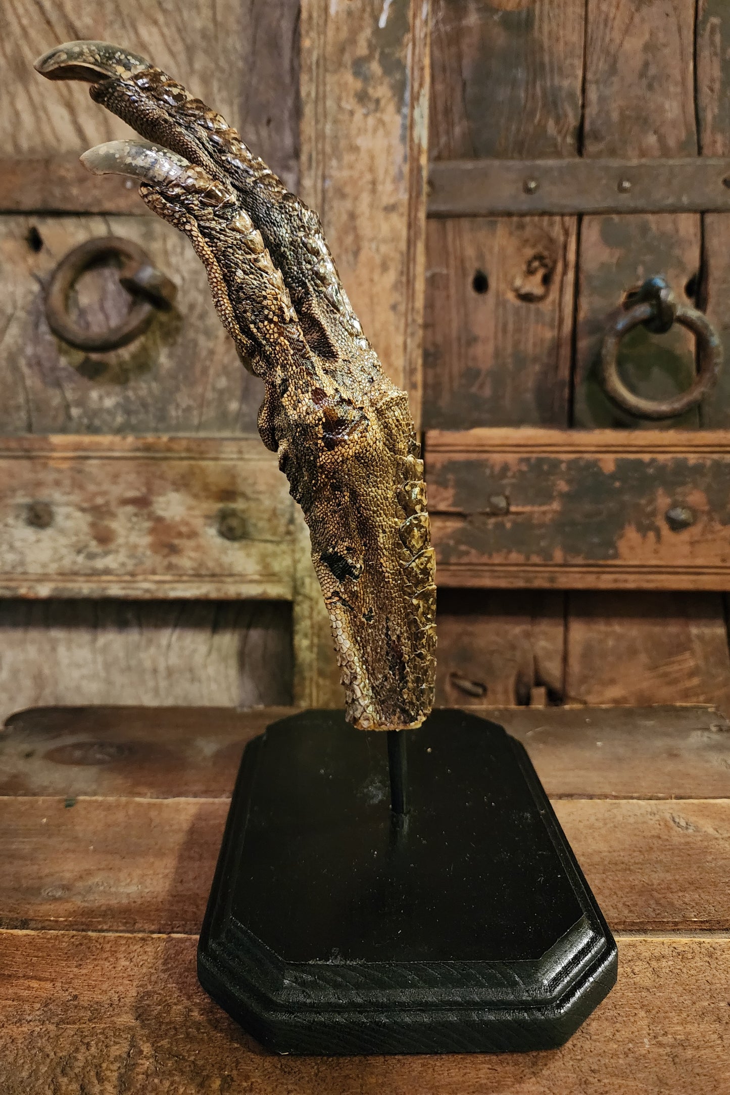 Large, Authentic Emu Foot Display