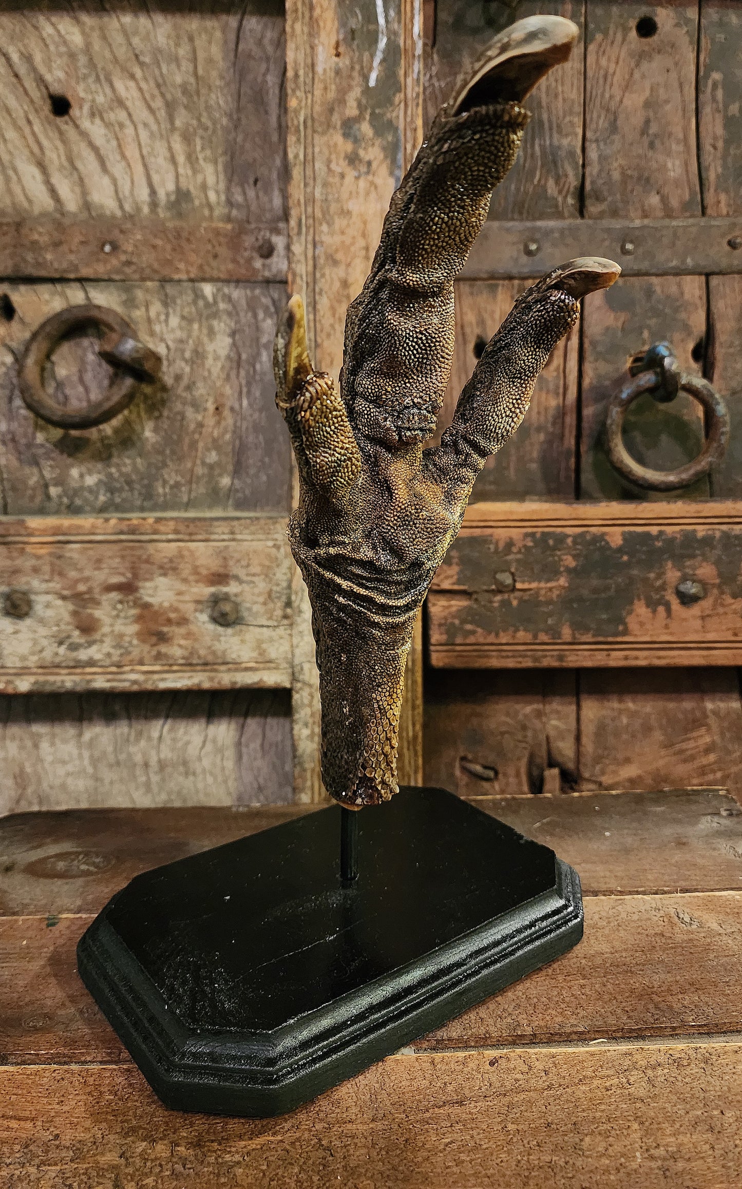 Large, Authentic Emu Foot Display