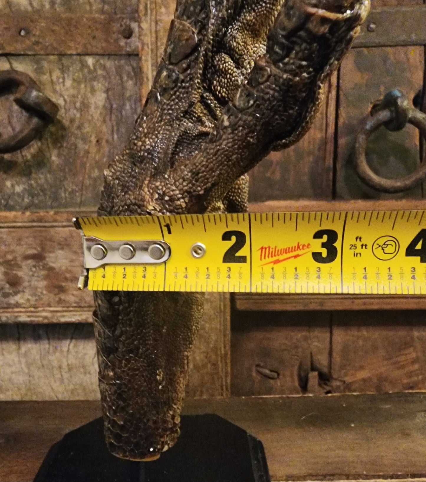 Large, Authentic Emu Foot Display