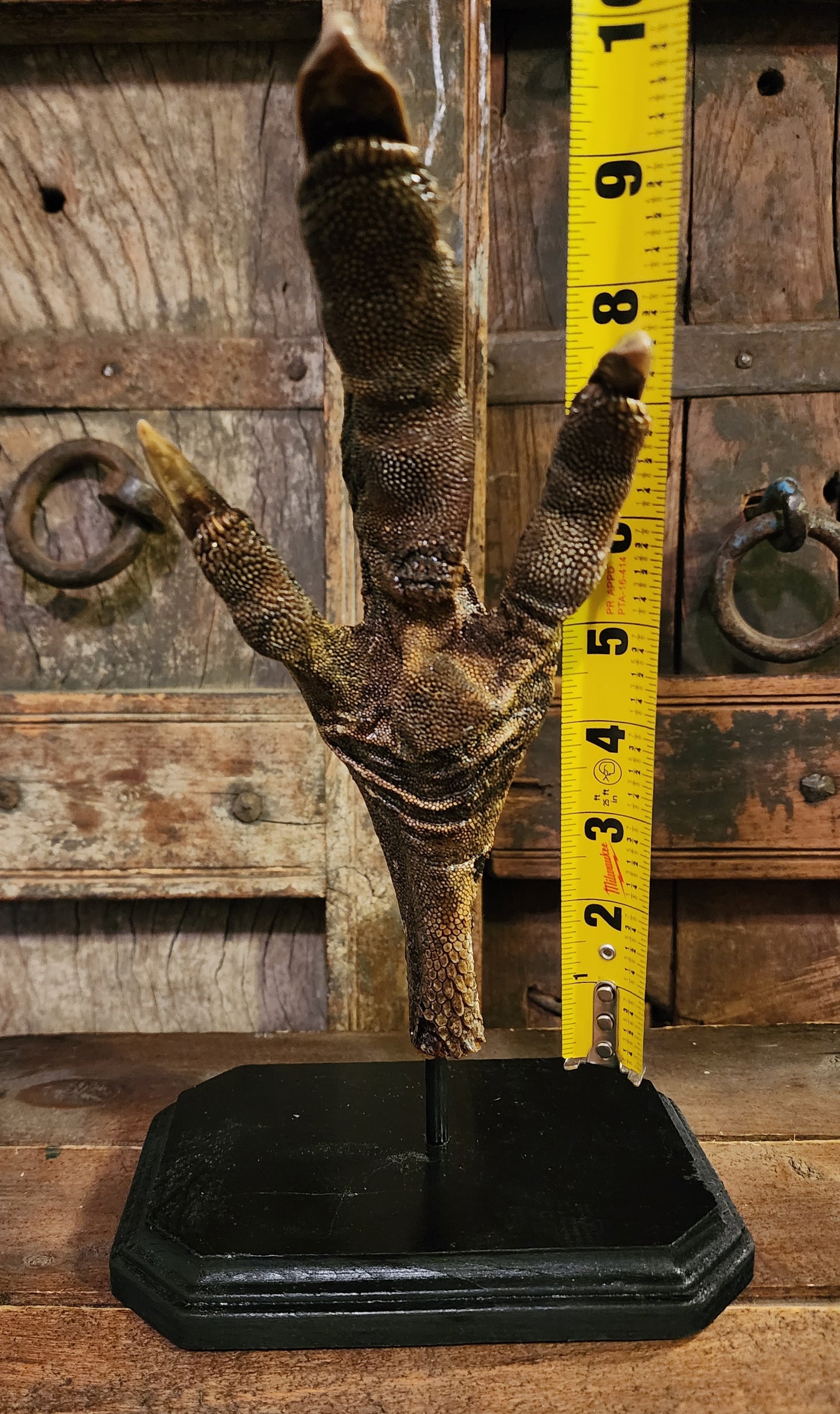 Large, Authentic Emu Foot Display