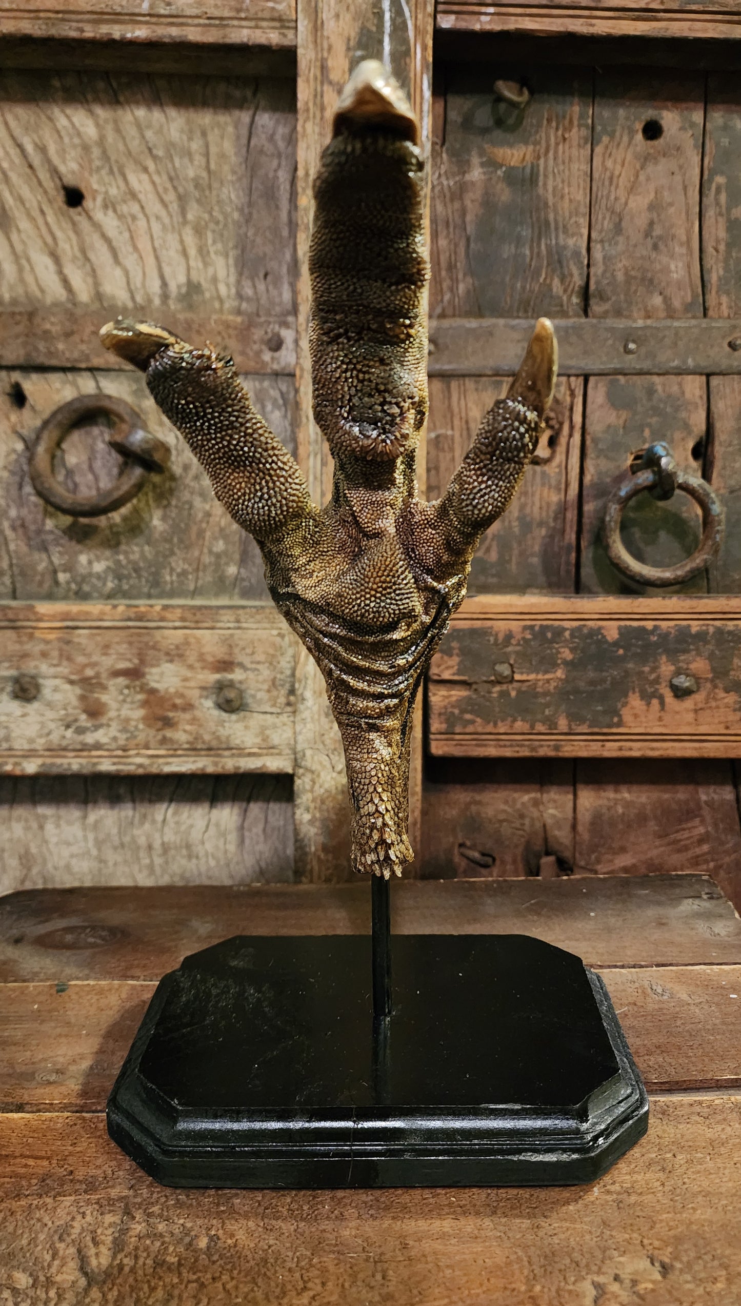 Large, Authentic Emu Foot Display