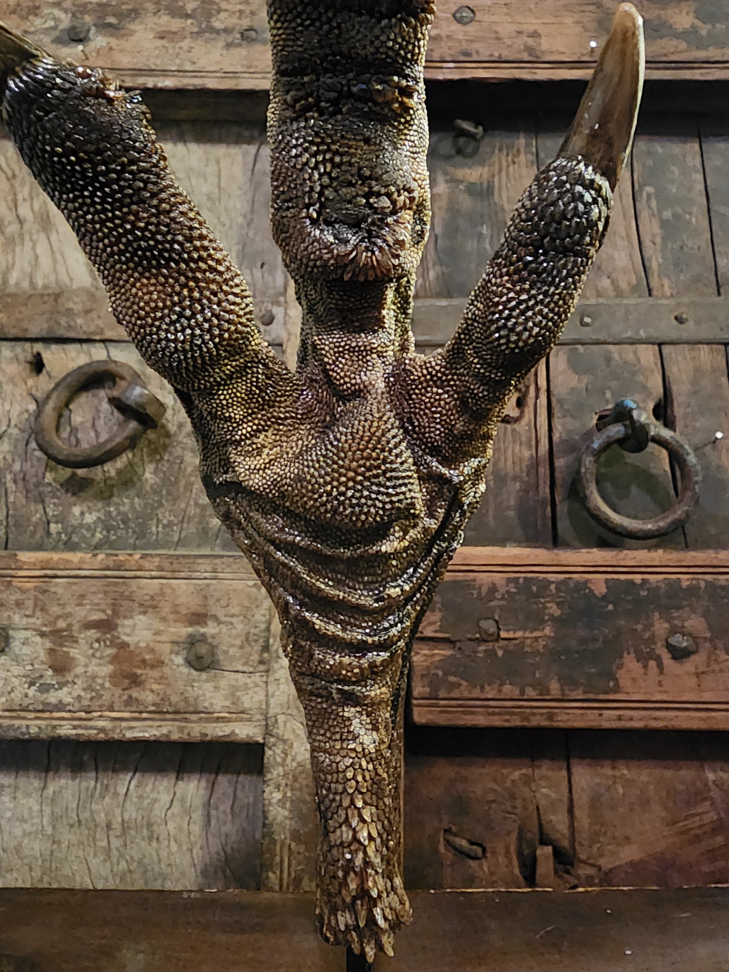 Large, Authentic Emu Foot Display