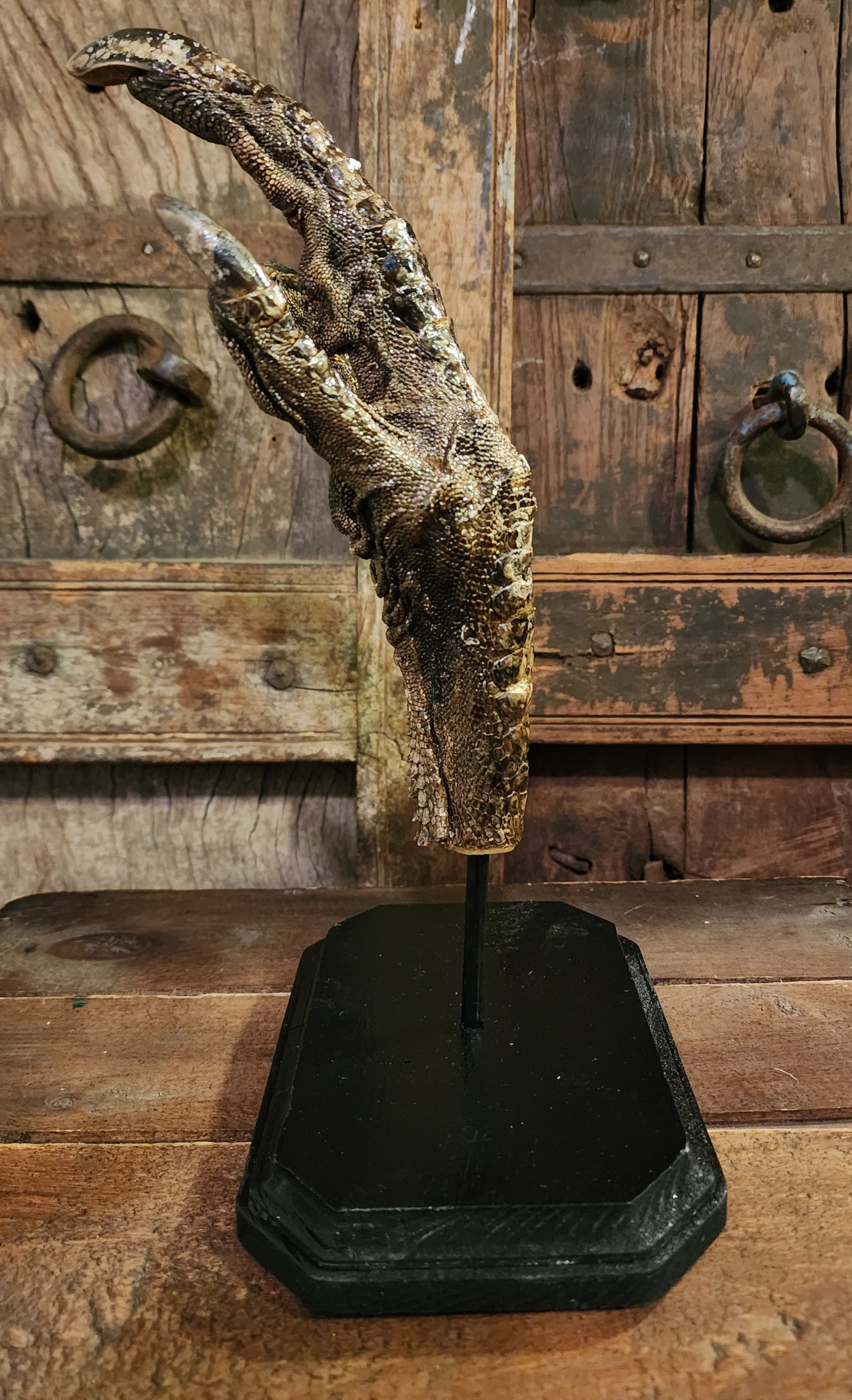 Large, Authentic Emu Foot Display