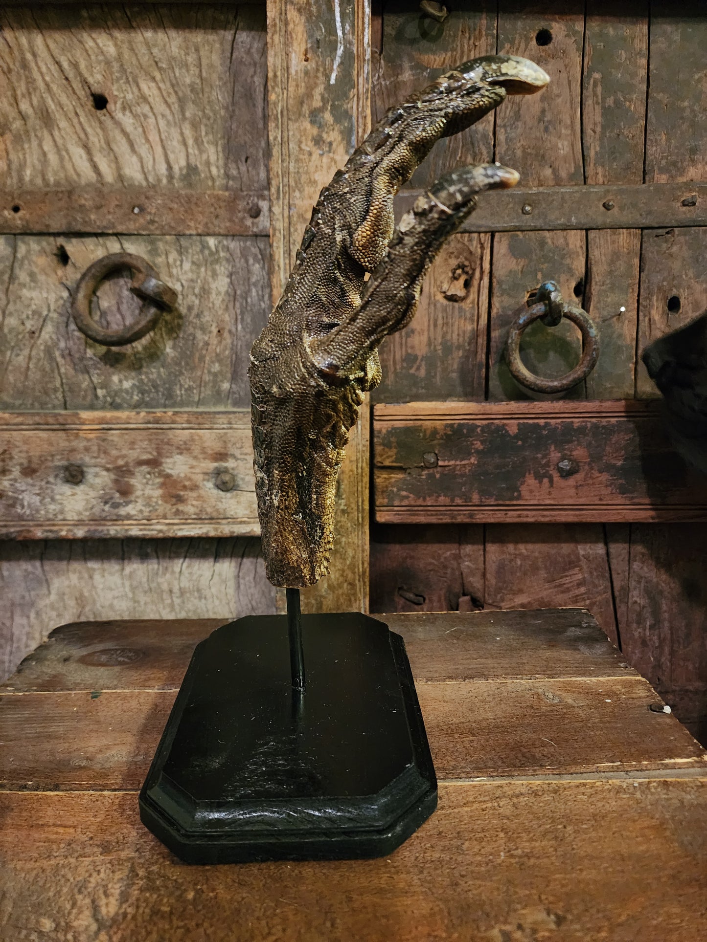 Large, Authentic Emu Foot Display