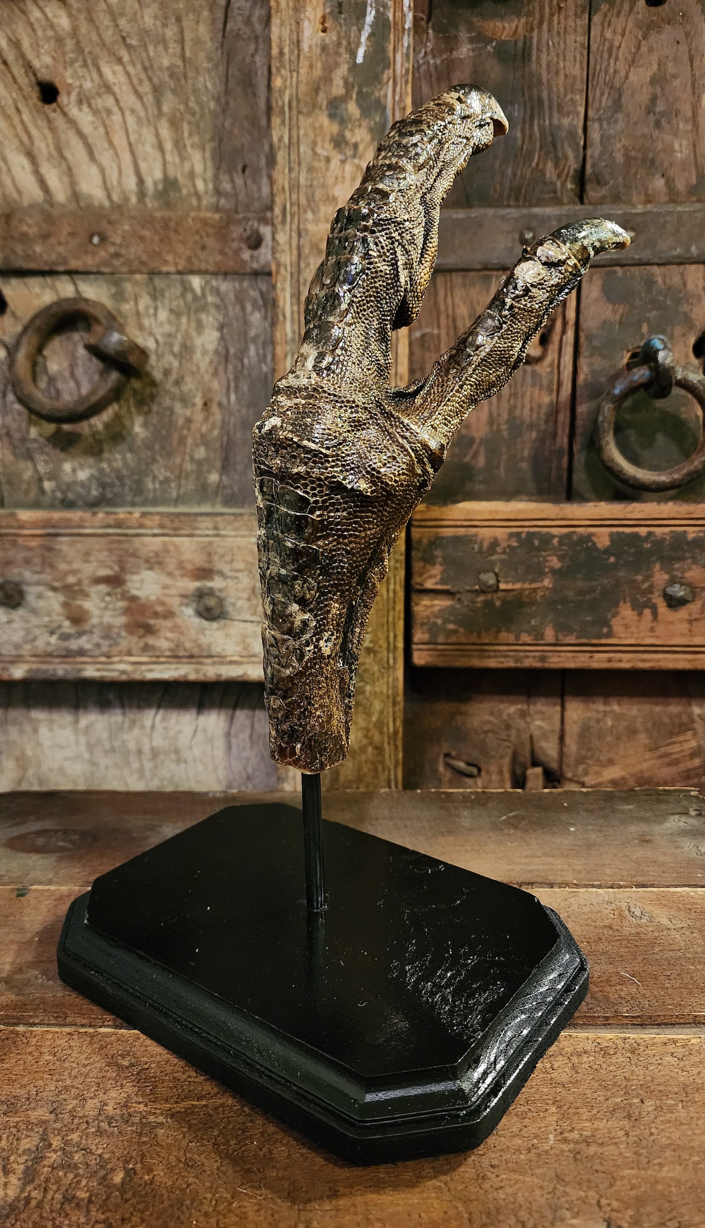 Large, Authentic Emu Foot Display