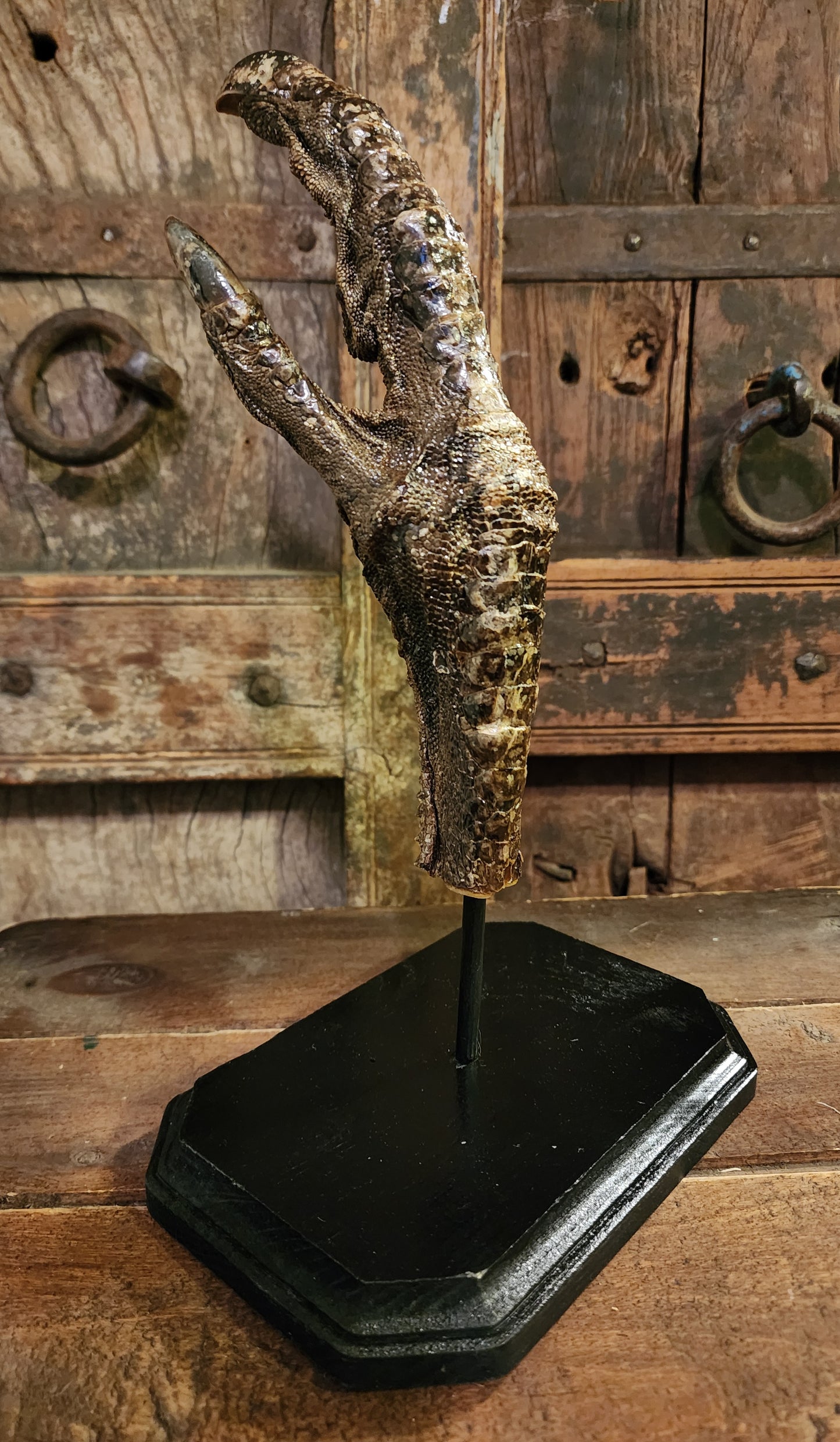 Large, Authentic Emu Foot Display
