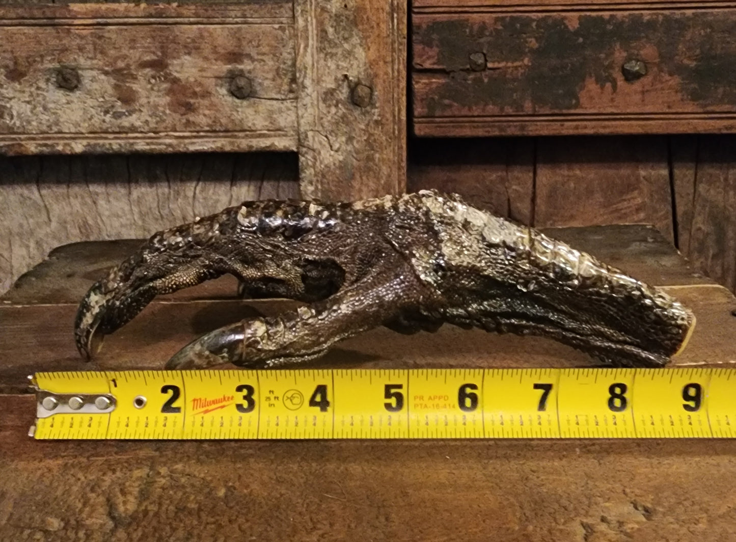 Large, Authentic Emu Foot Display