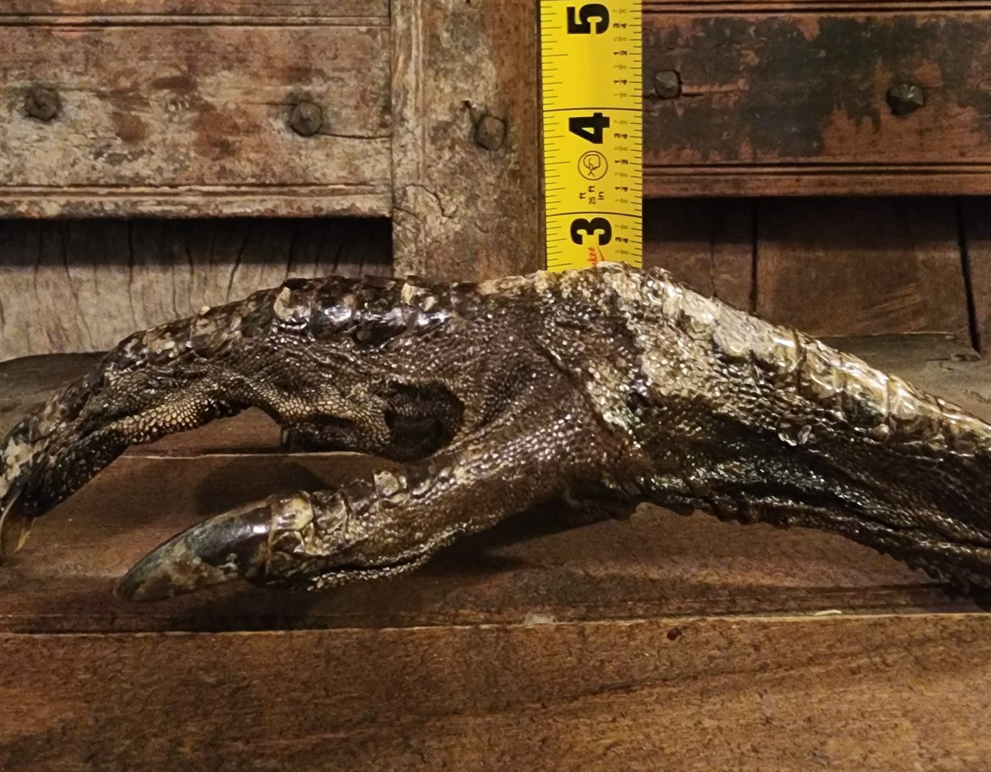 Large, Authentic Emu Foot Display