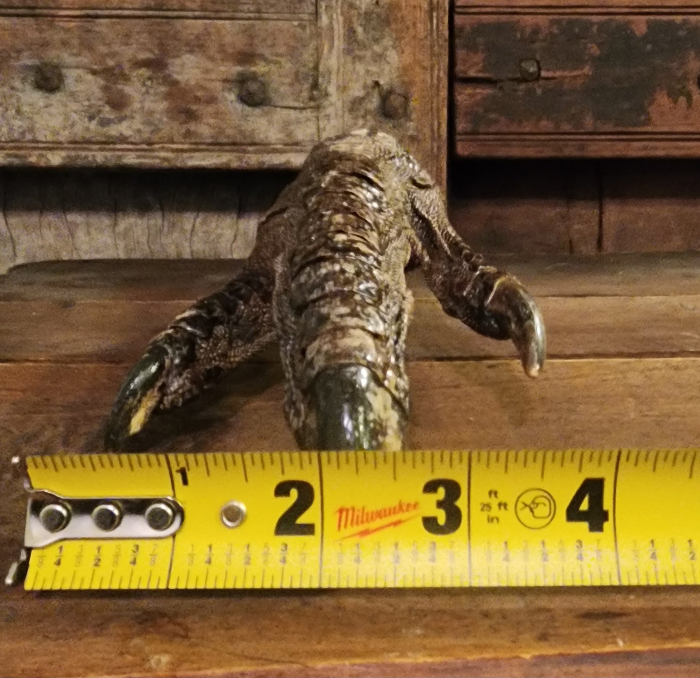 Large, Authentic Emu Foot Display