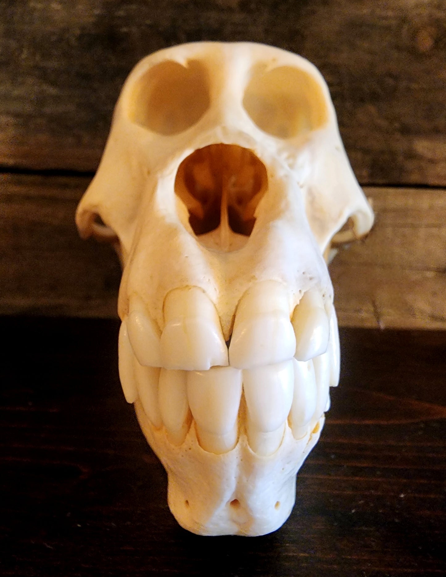 Authentic Baboon Skull