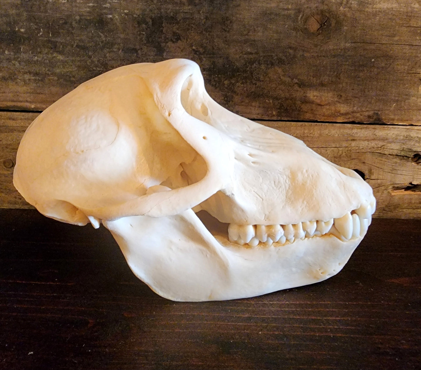 Authentic Baboon Skull
