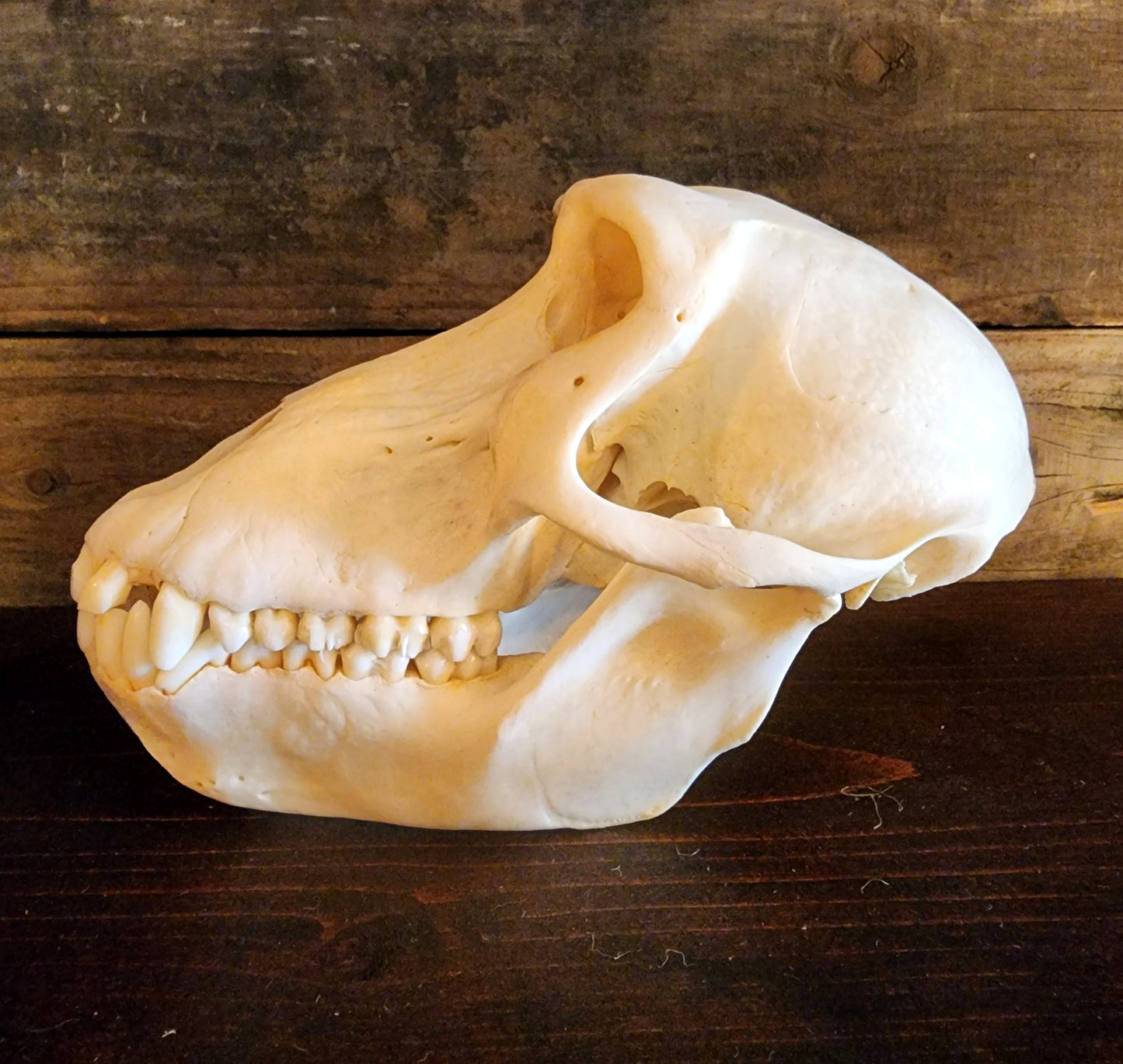 Authentic Baboon Skull