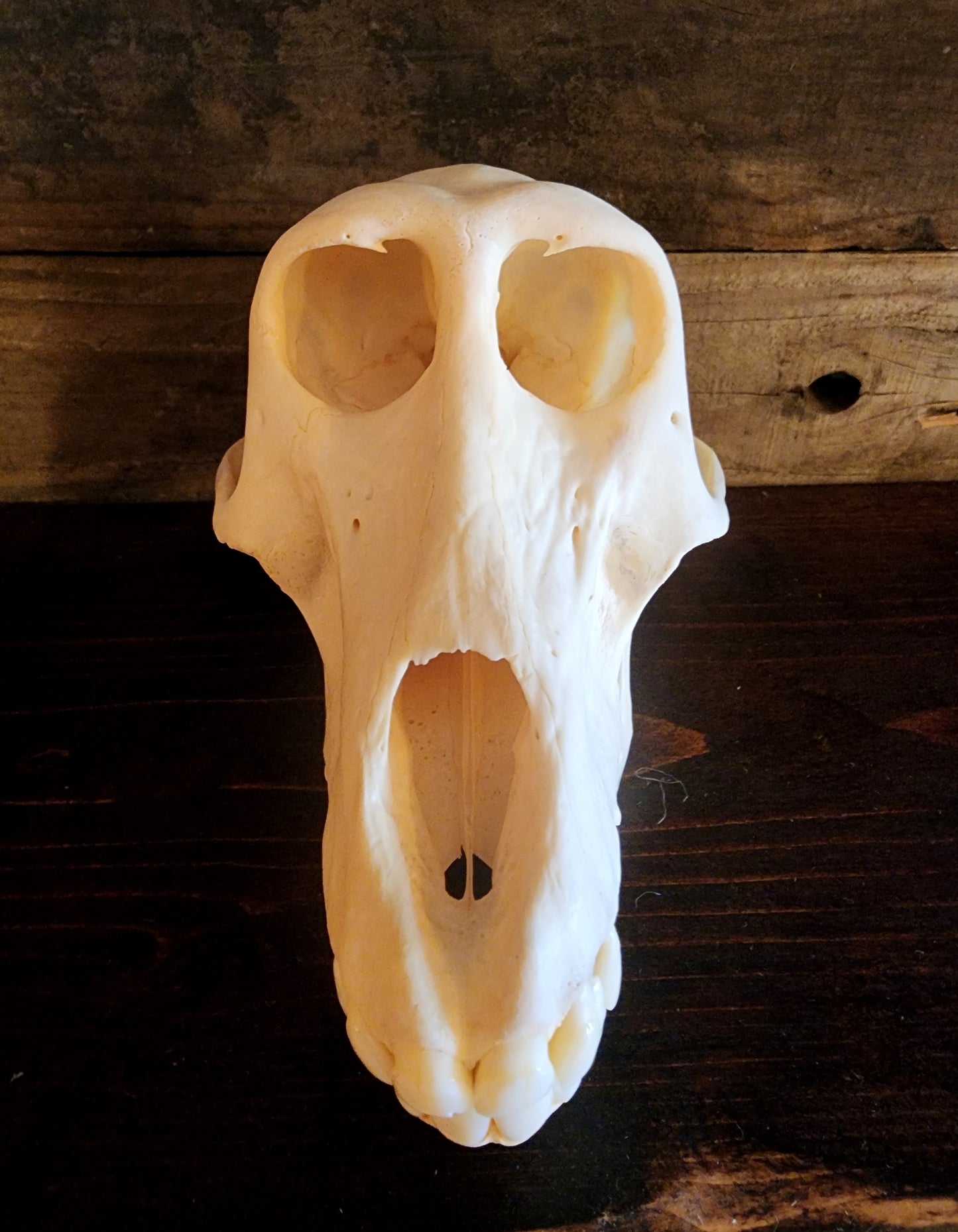 Authentic Baboon Skull