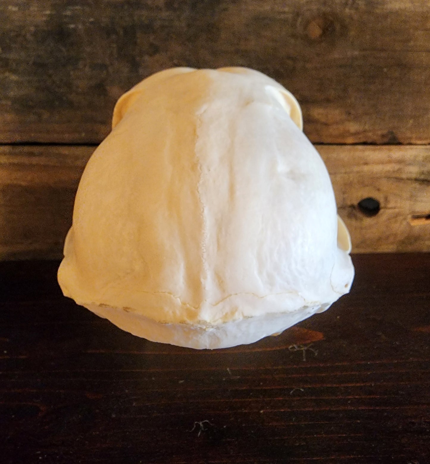 Authentic Baboon Skull