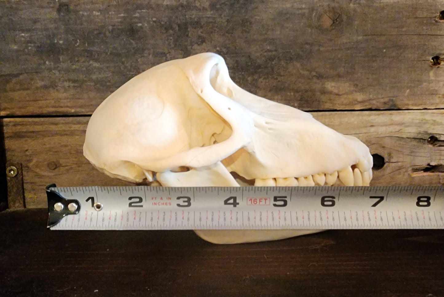 Authentic Baboon Skull