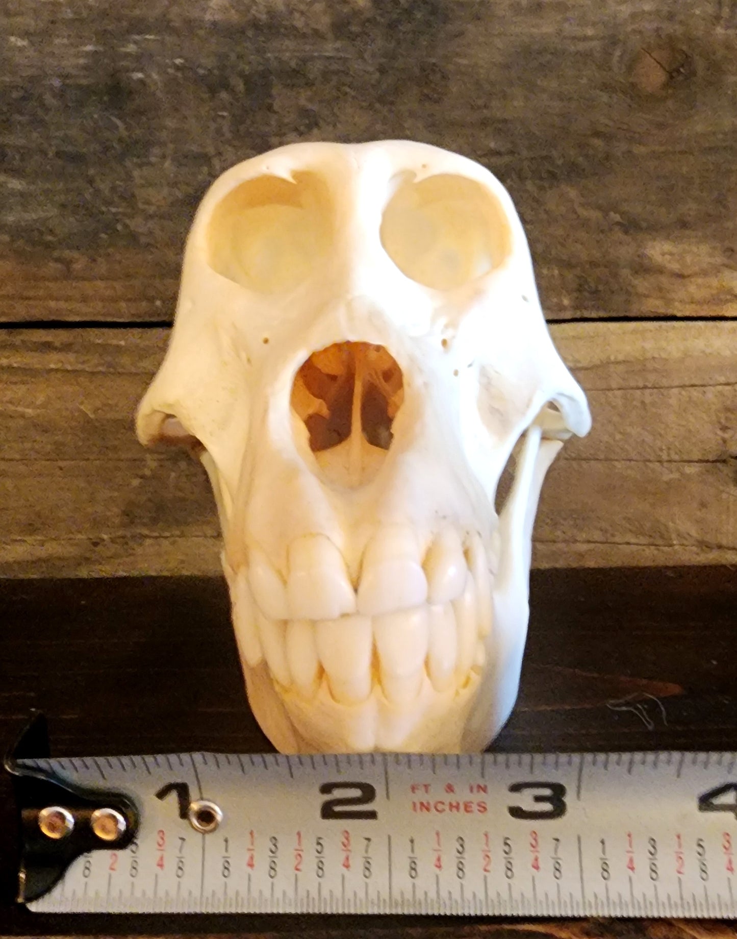 Authentic Baboon Skull