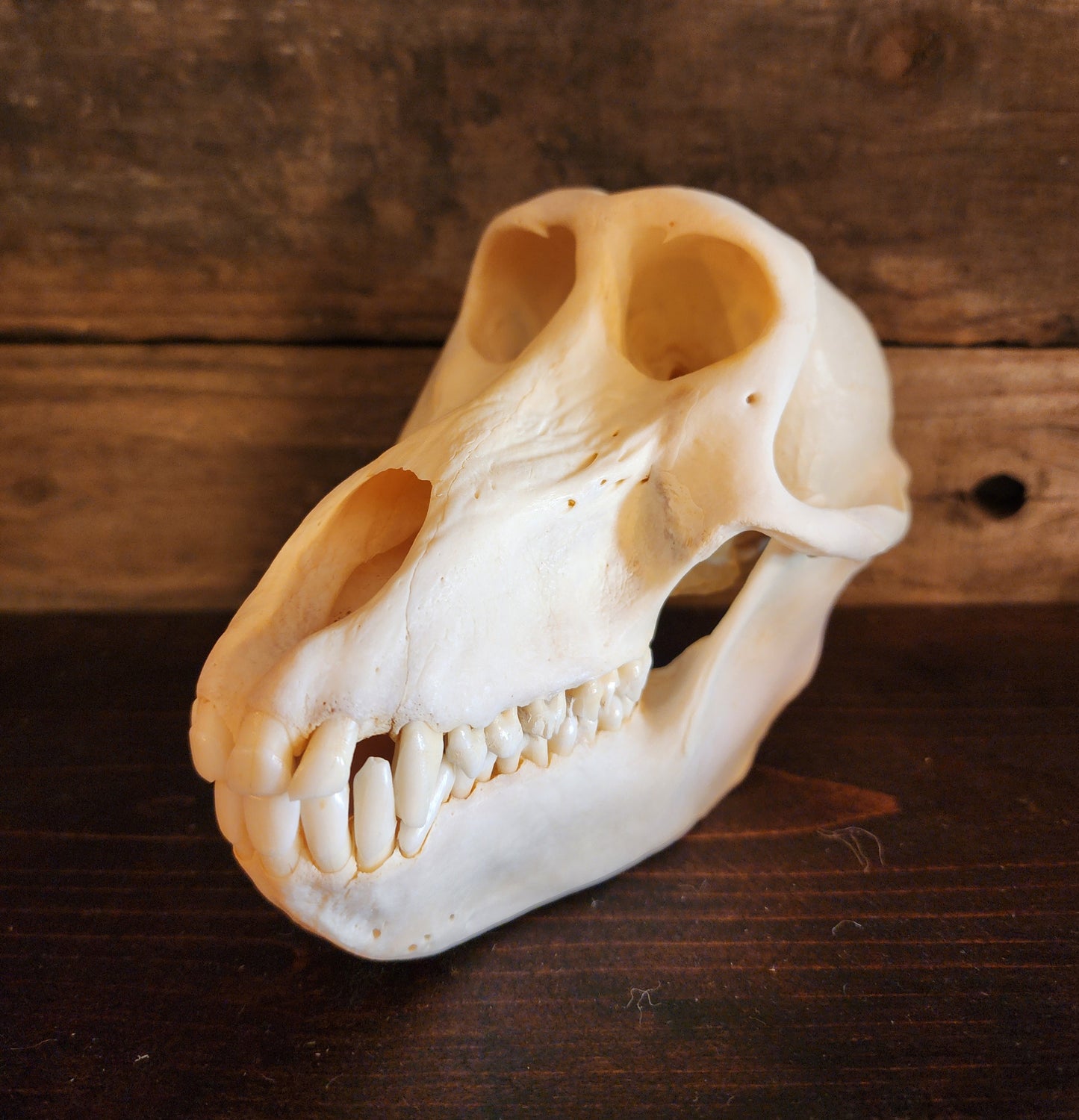 Authentic Baboon Skull