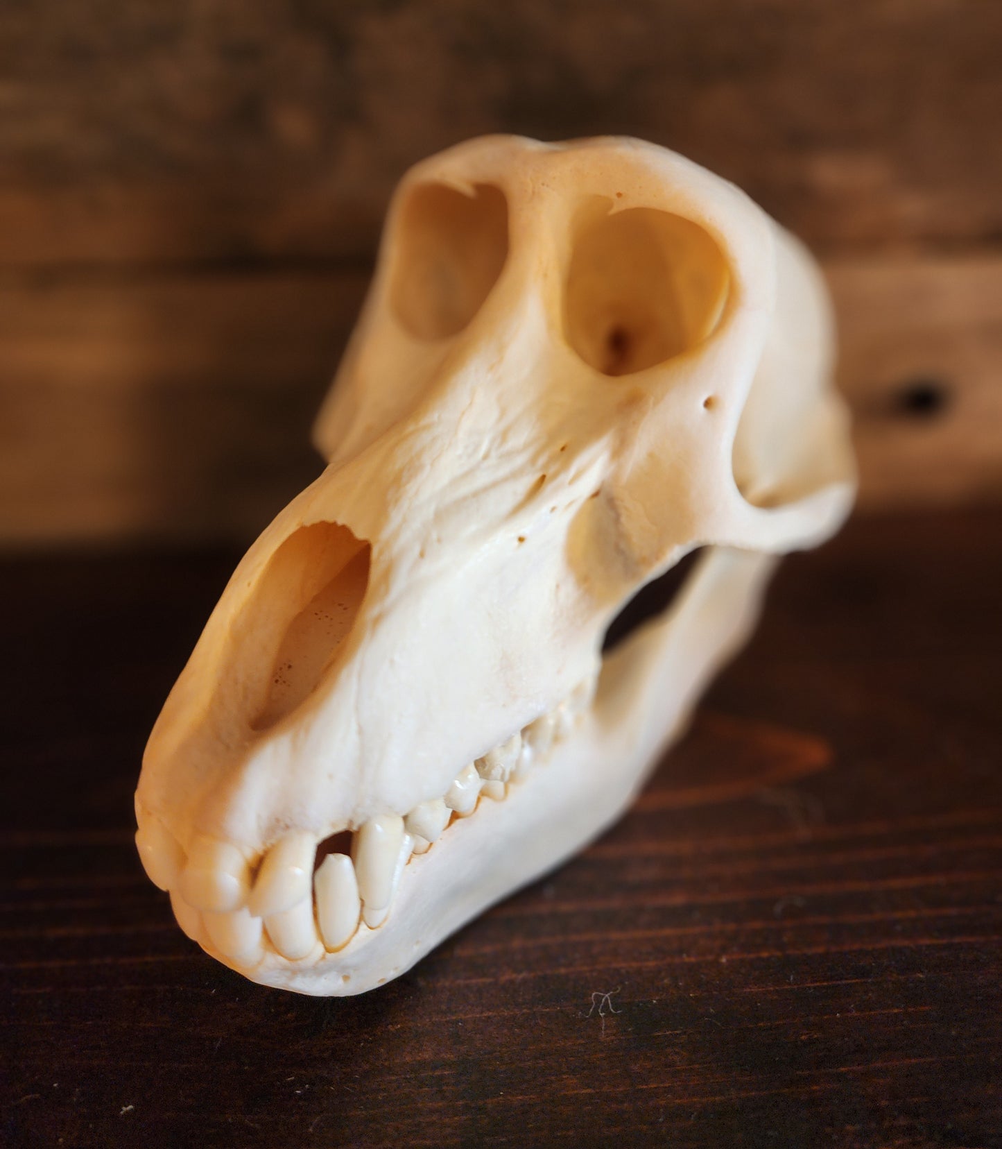 Authentic Baboon Skull