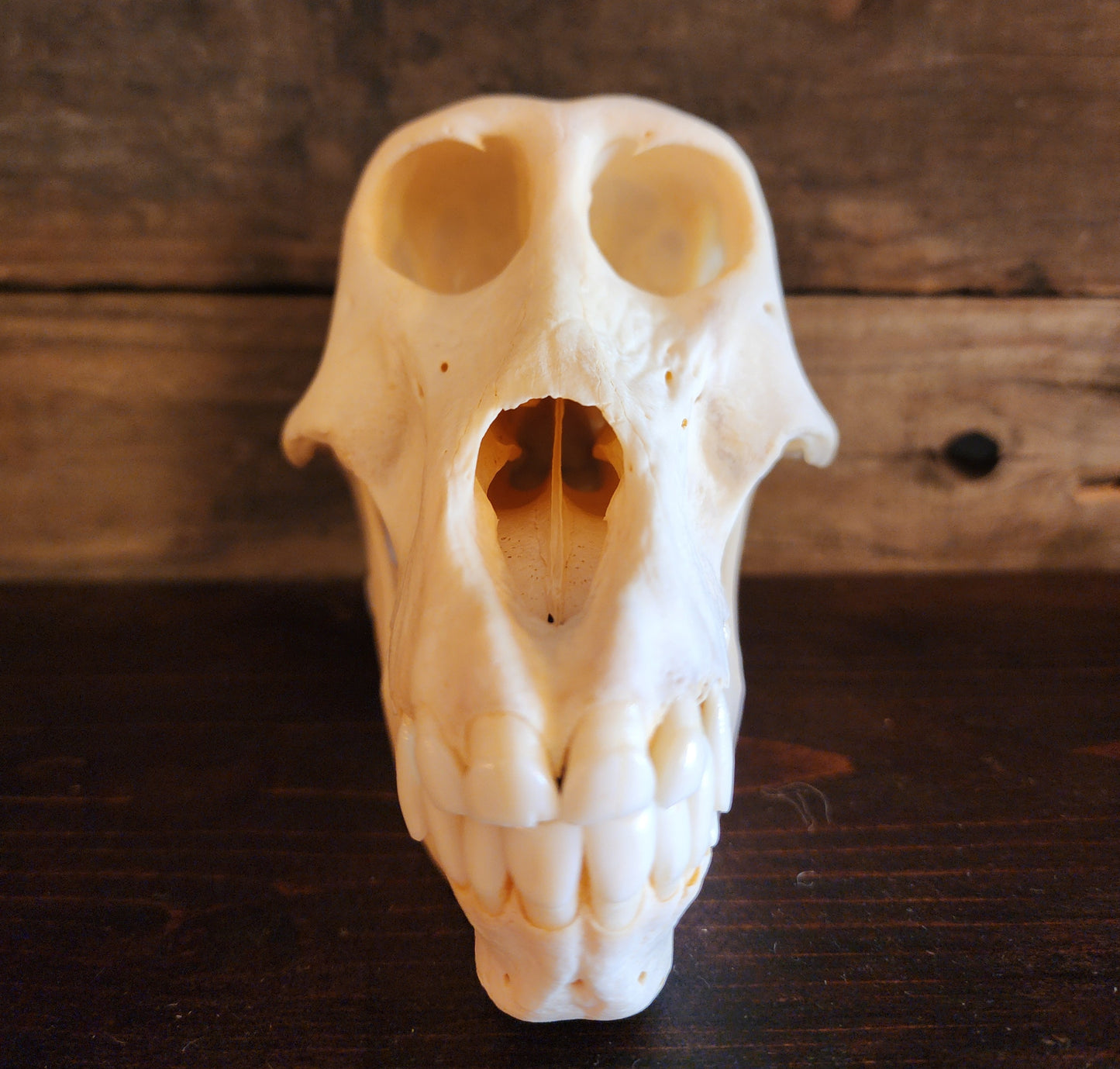 Authentic Baboon Skull