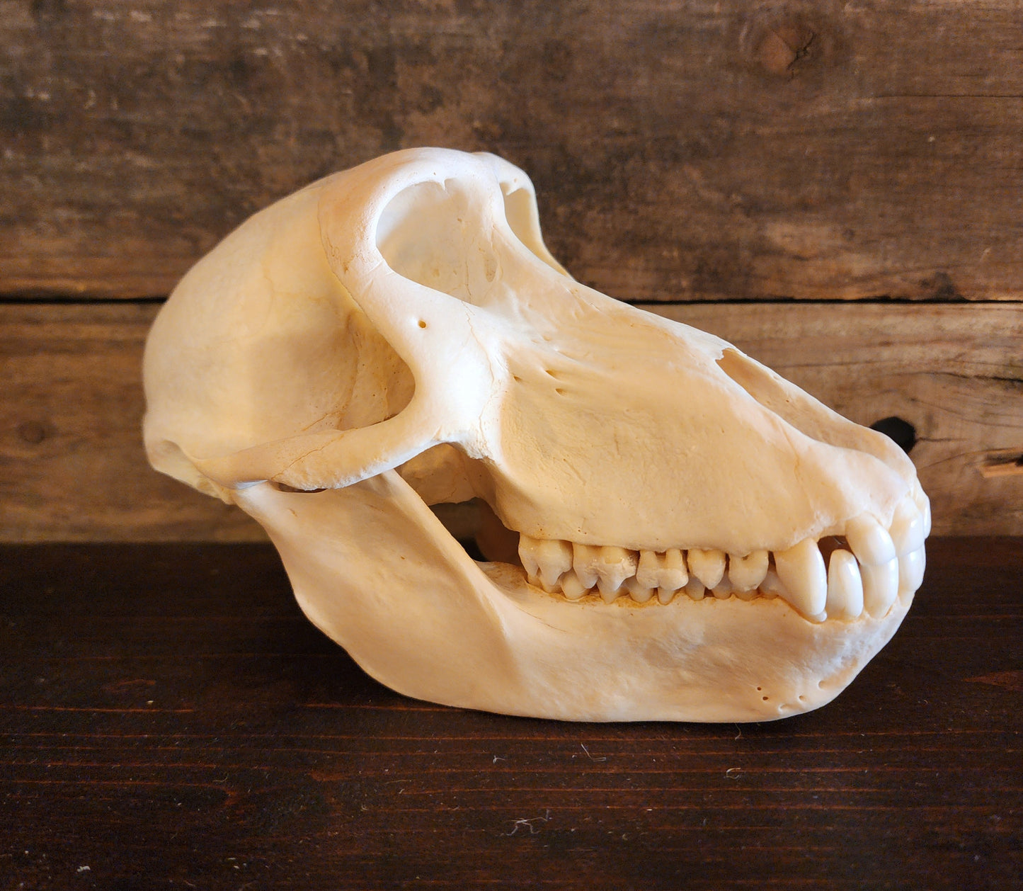 Authentic Baboon Skull