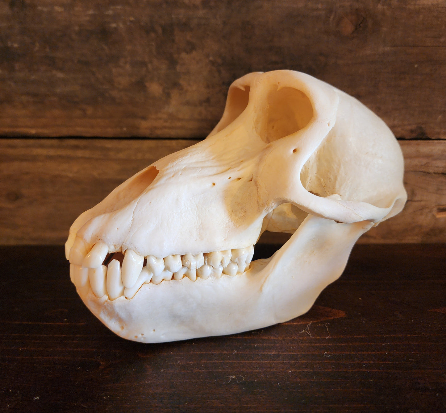 Authentic Baboon Skull