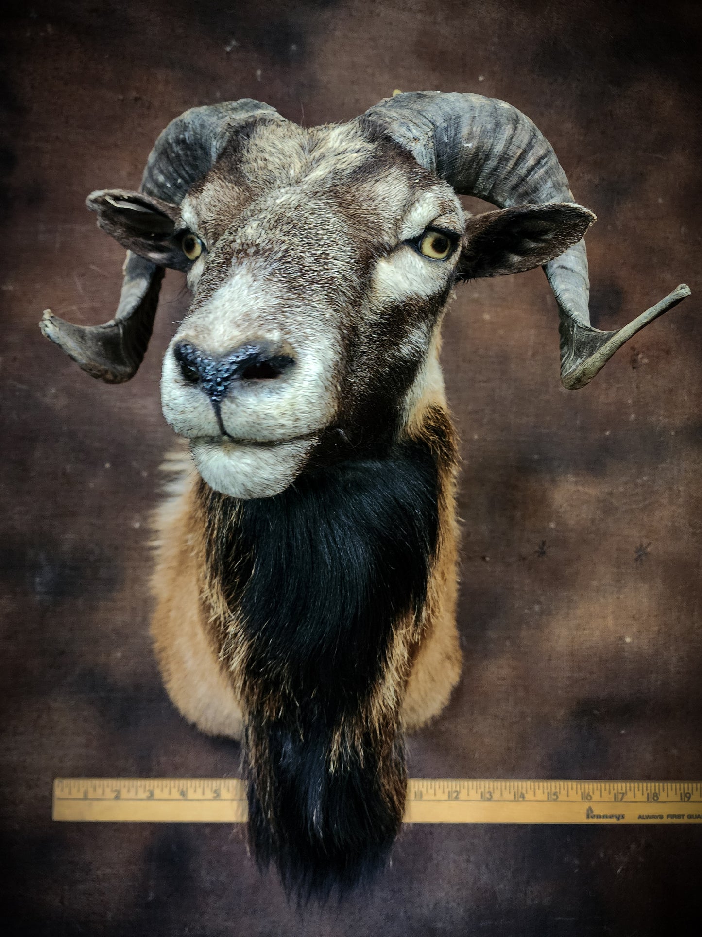 Ram Taxidermy Shoulder Mount