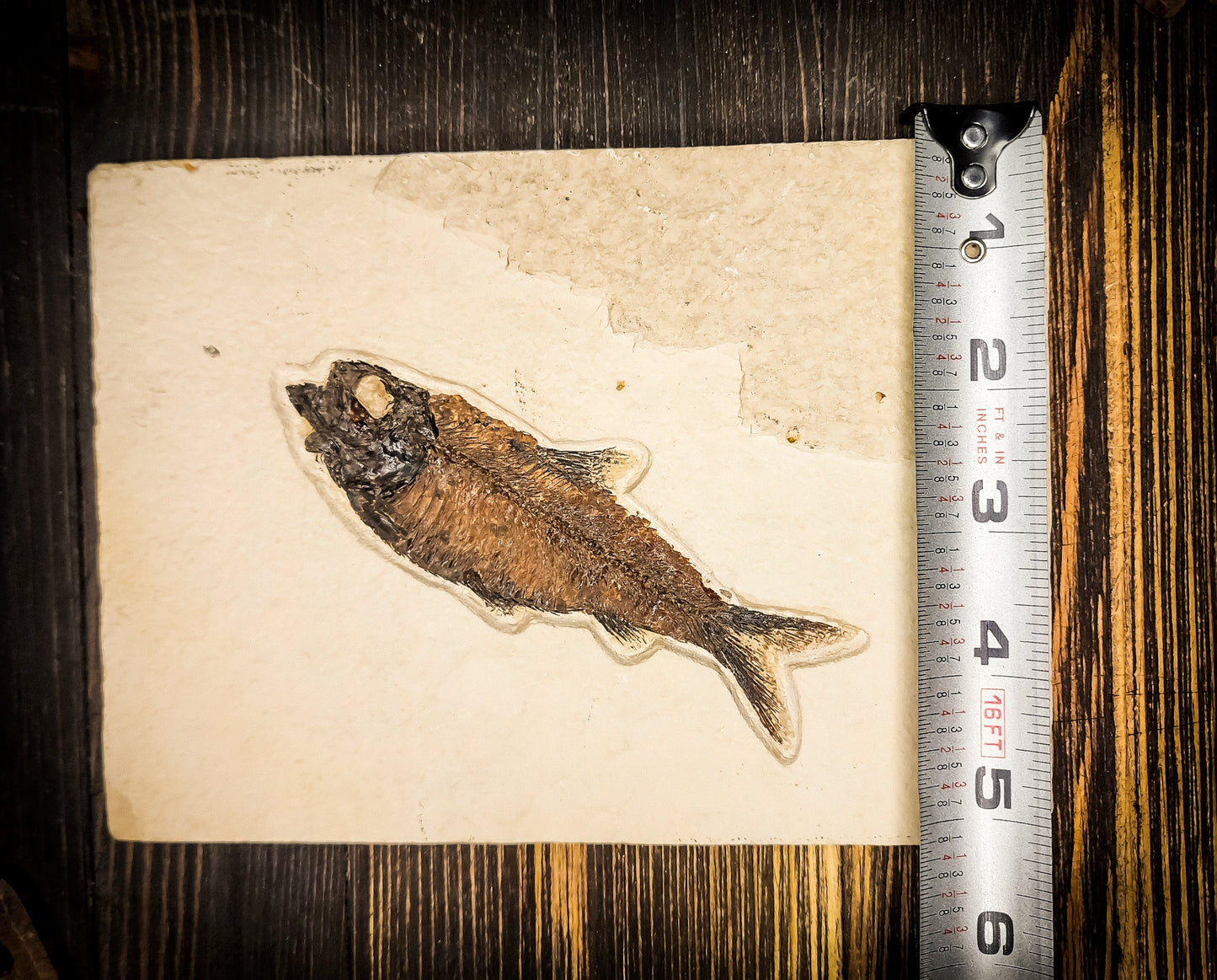 50-Million-Year-Old Knightia Eocaena Fish Fossil