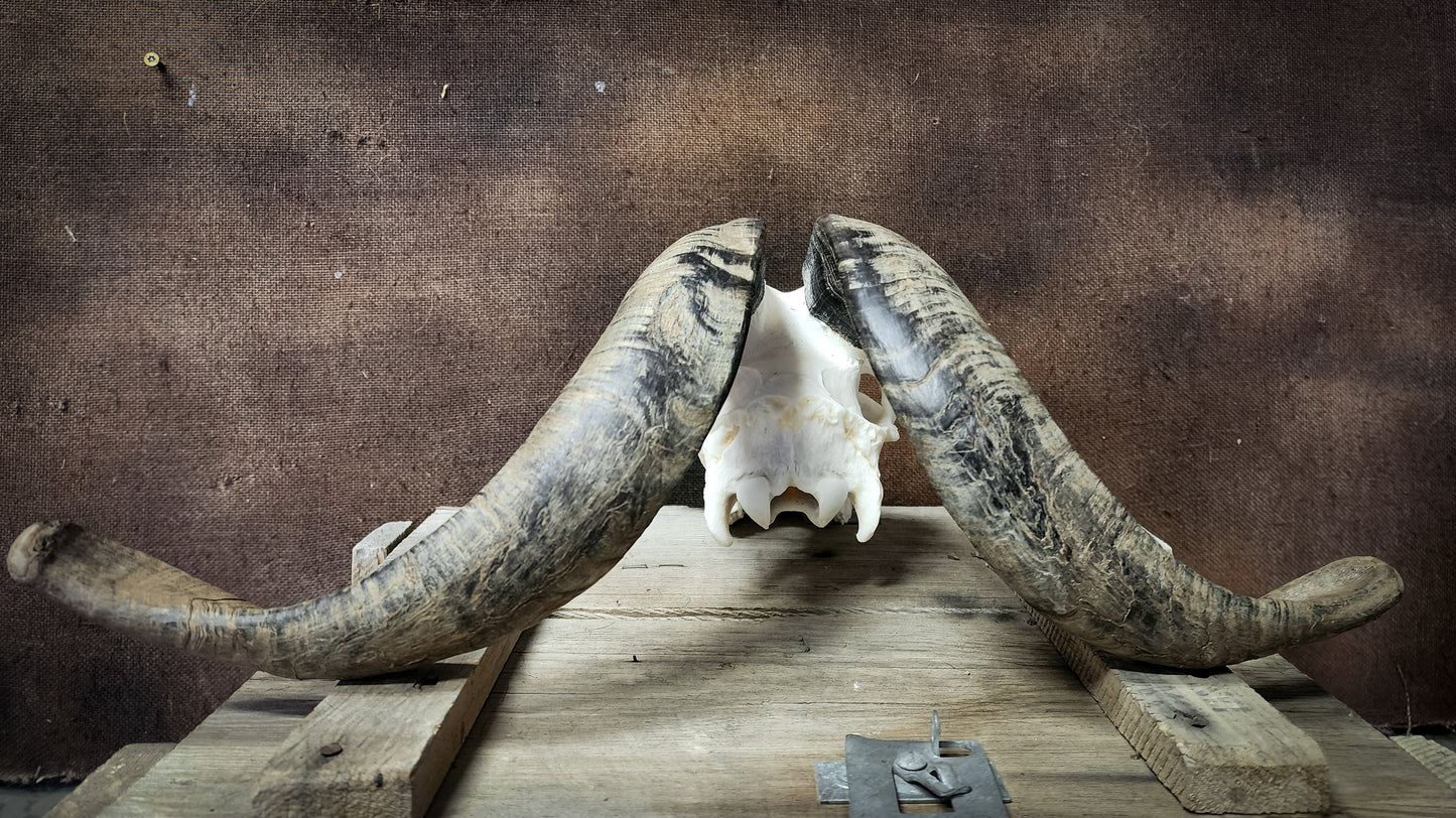 Authentic Goat Skull