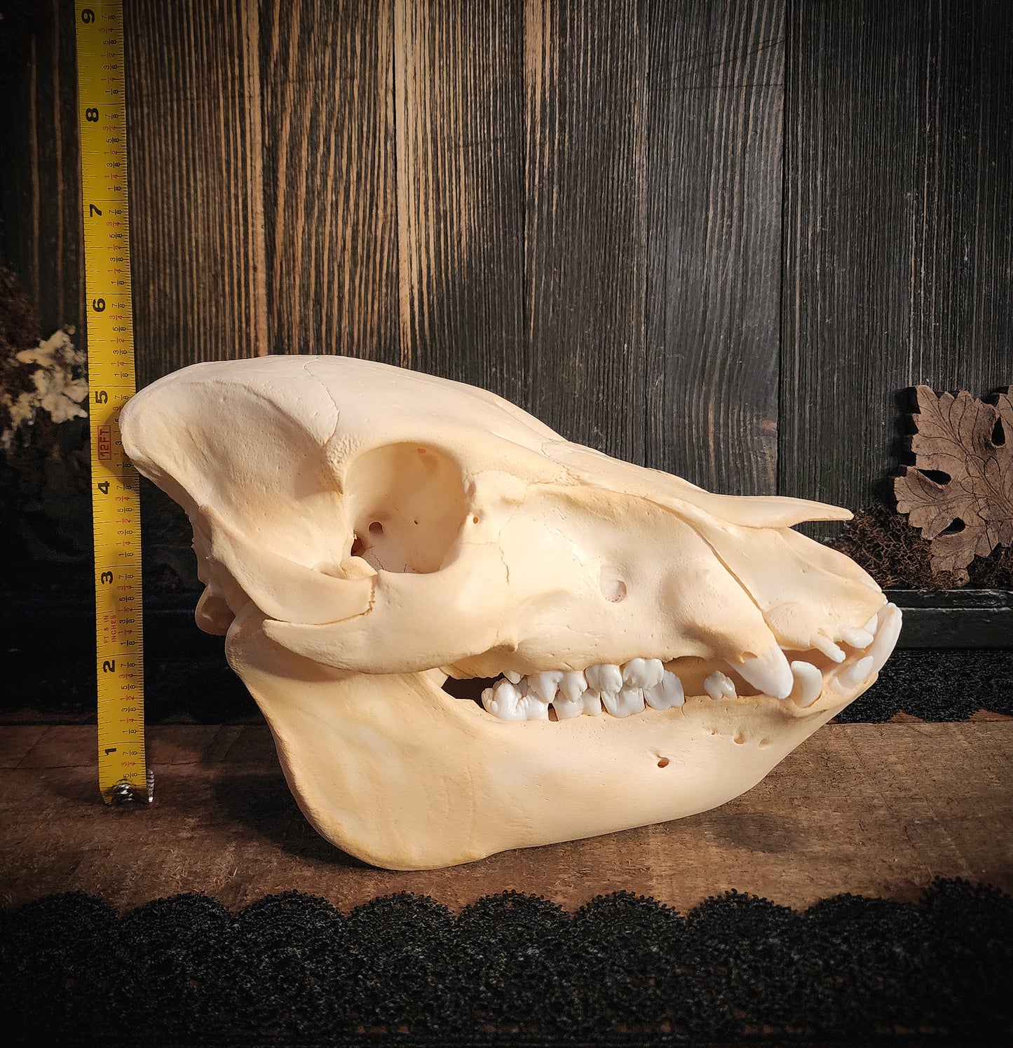 Hog Skull, Real Bone