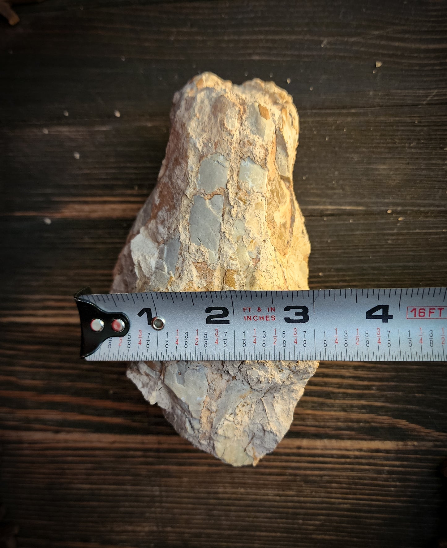 Fossilized Oreodont Partial Skull