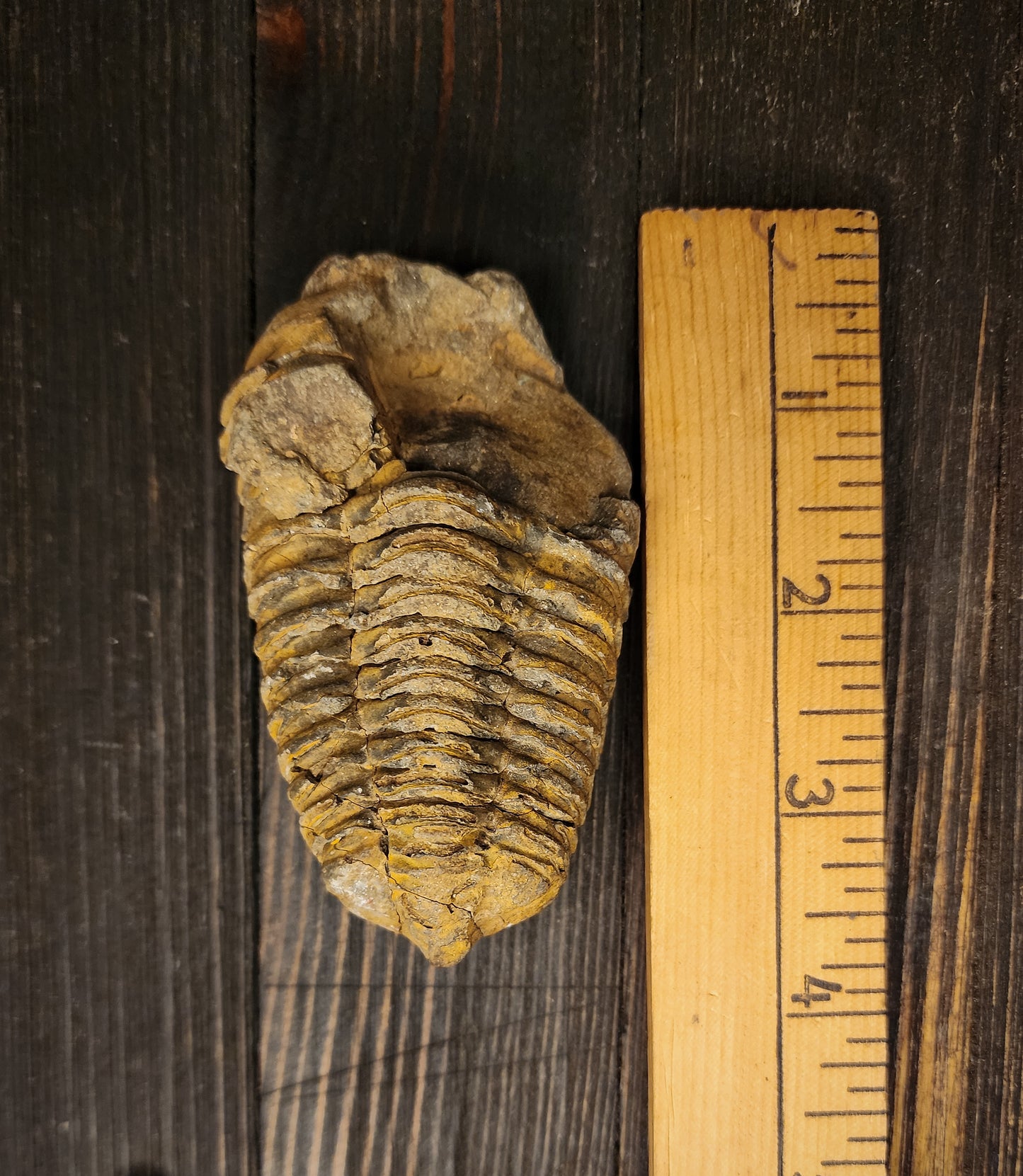 Trilobite Fossil