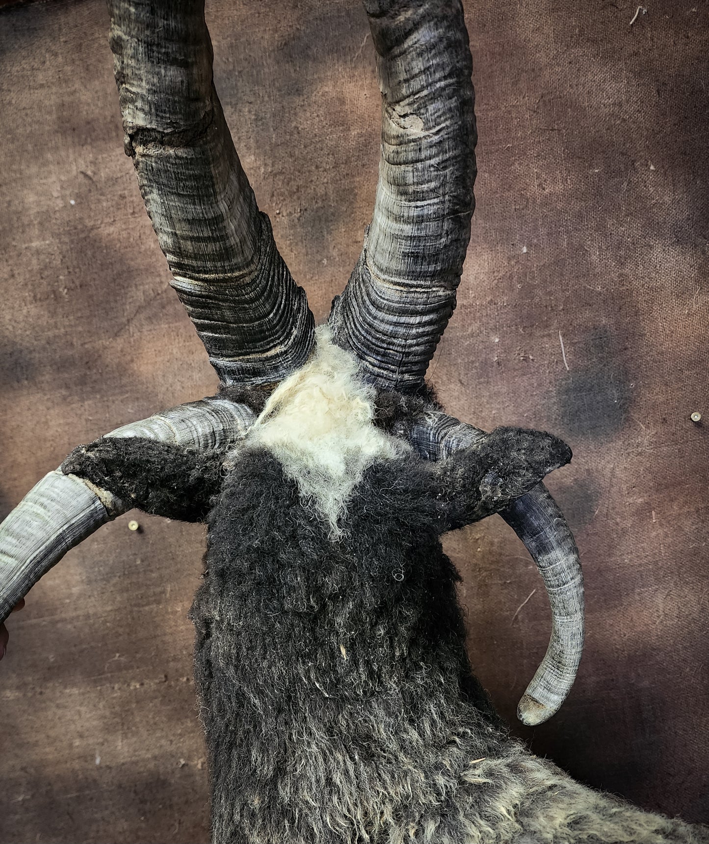 Jacob Sheep Shoulder Mount