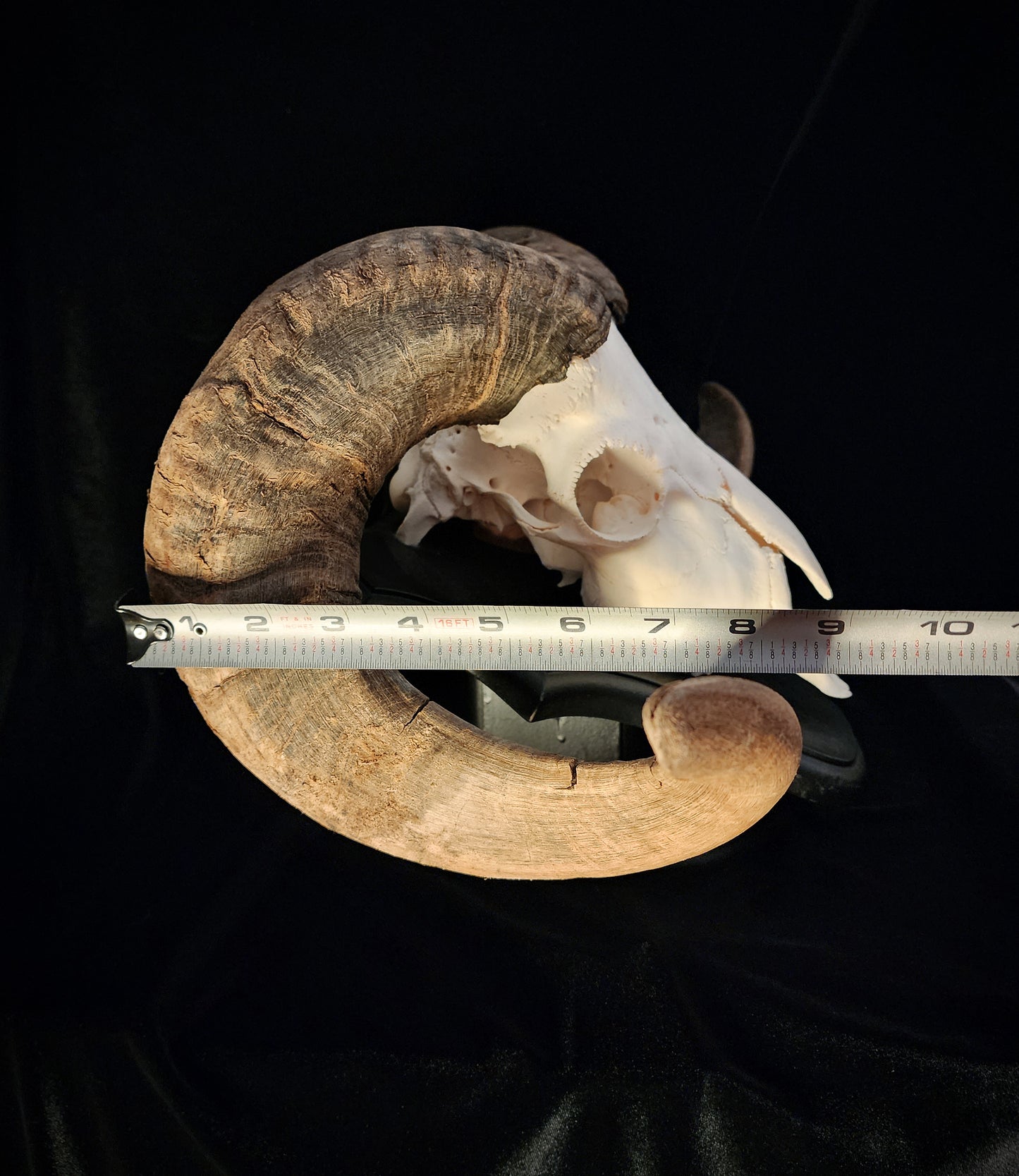 Ram Skull On Custom Black Wooden Stand