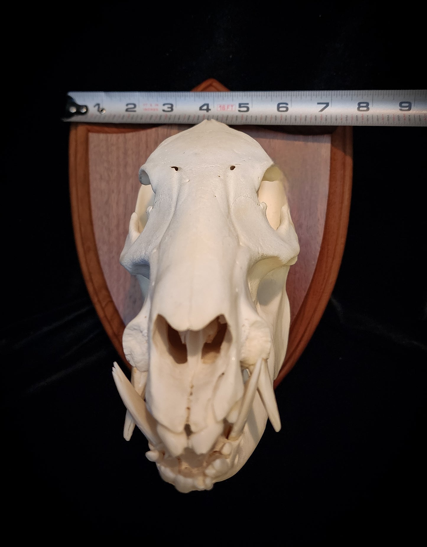 Javelina Skull Mount, Real Bone