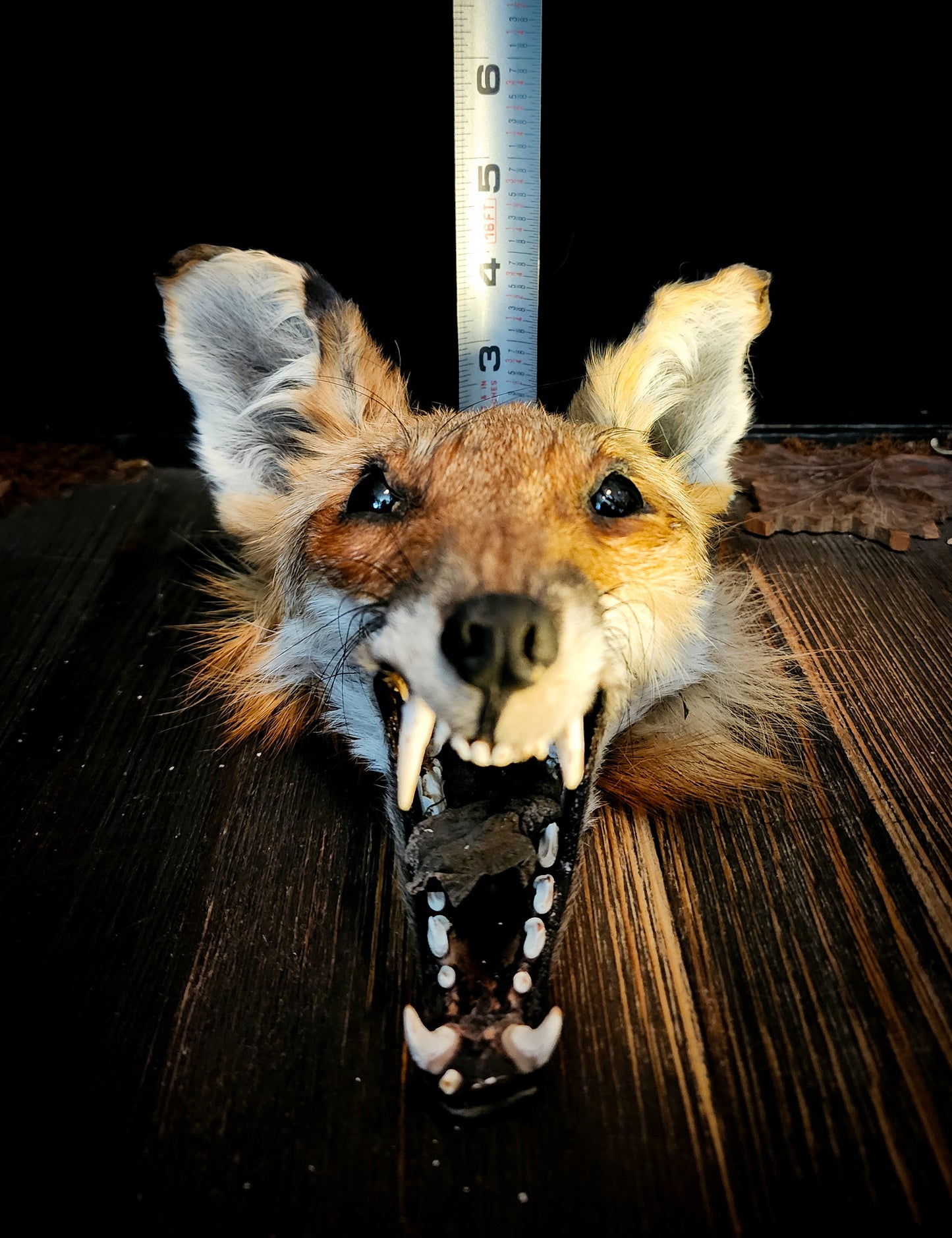 Mummified Fox Head