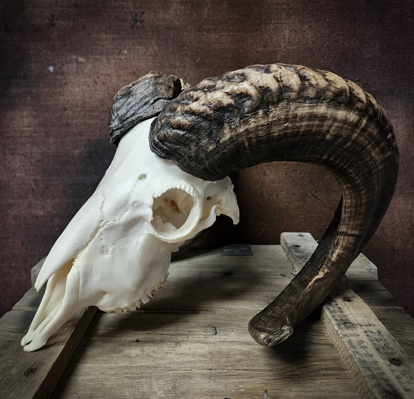 Authentic Ram Skull