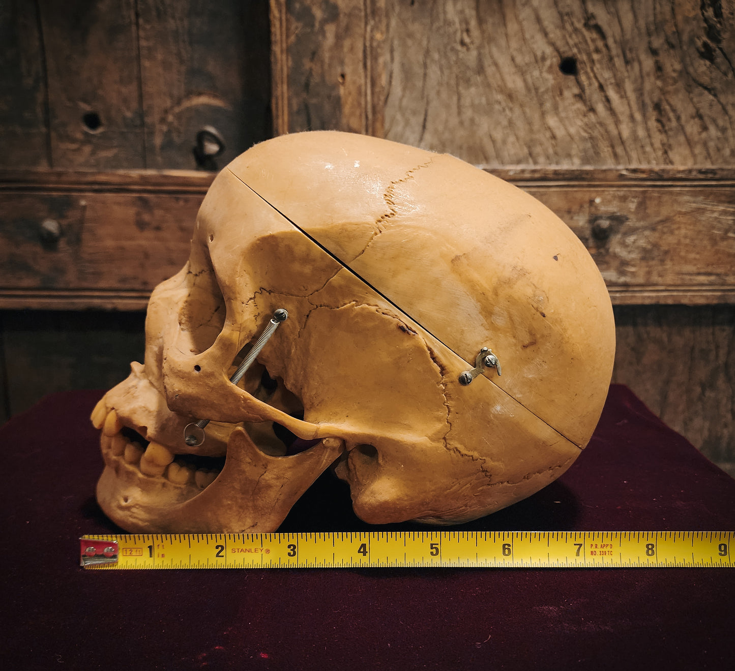 Vintage Replica Medical Skull Model