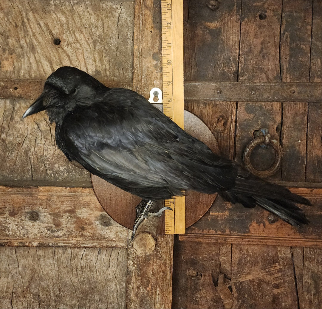 Carrion Crow Taxidermy Mount