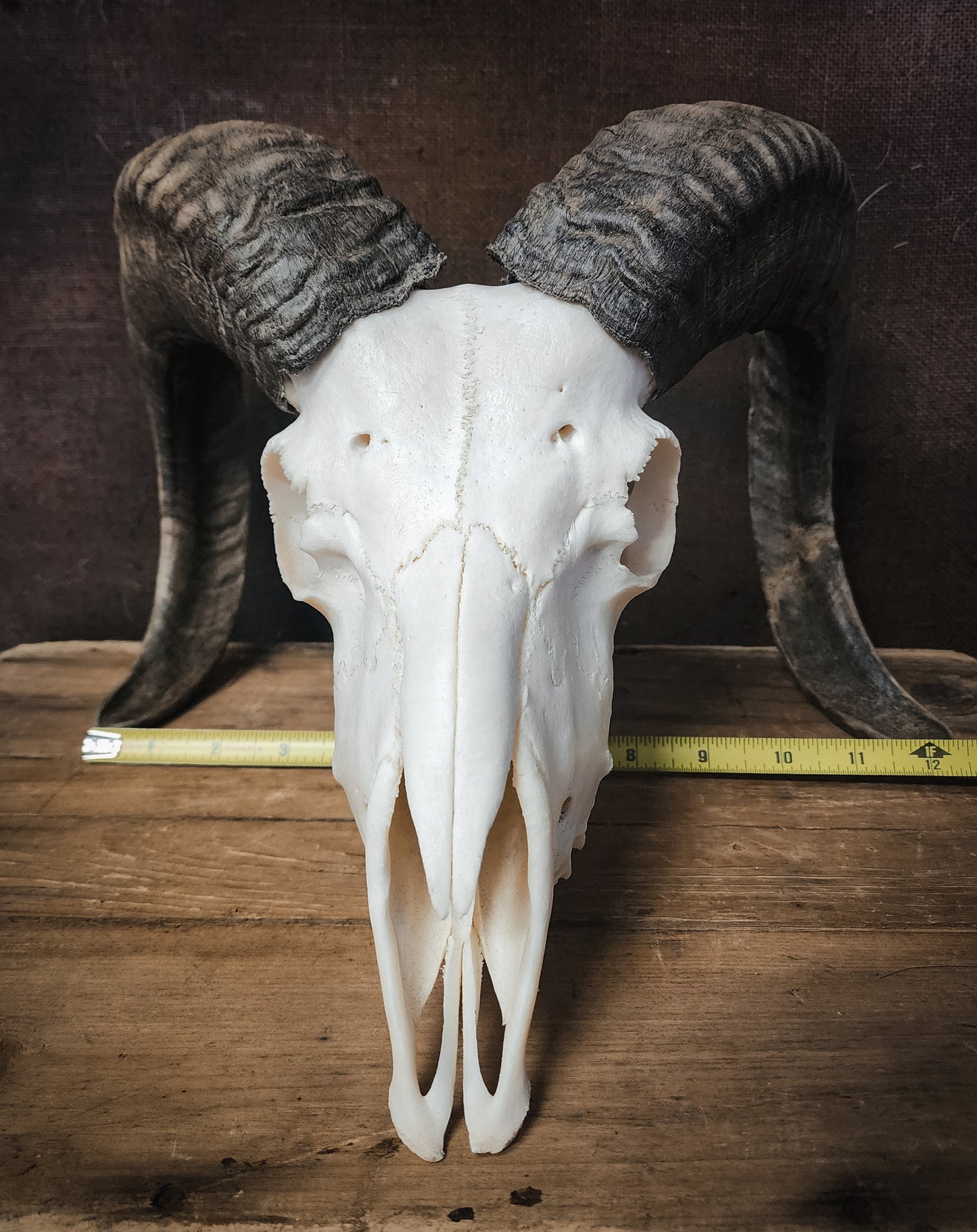 Authentic Ram Skull
