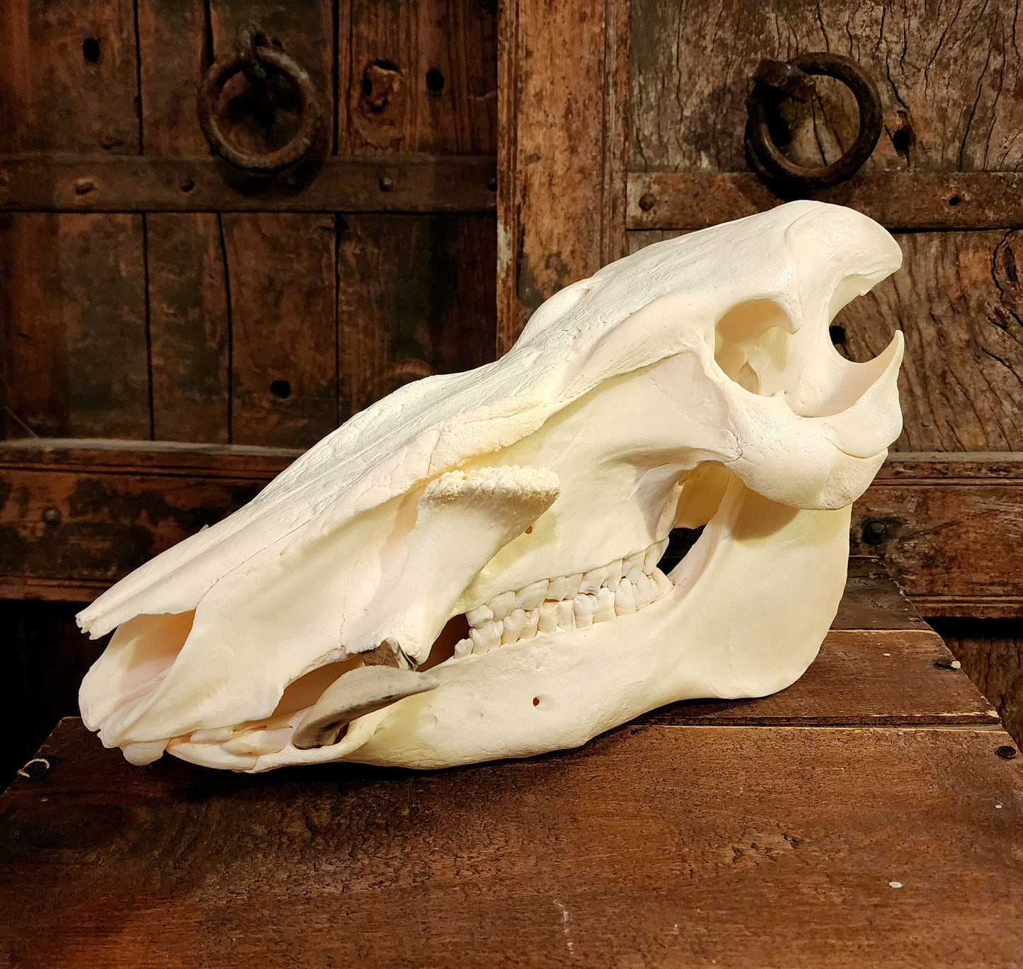 Authentic African Bush Hog Skull