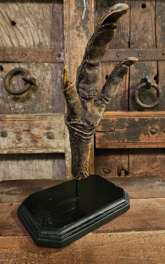 Large, Authentic Emu Foot Display